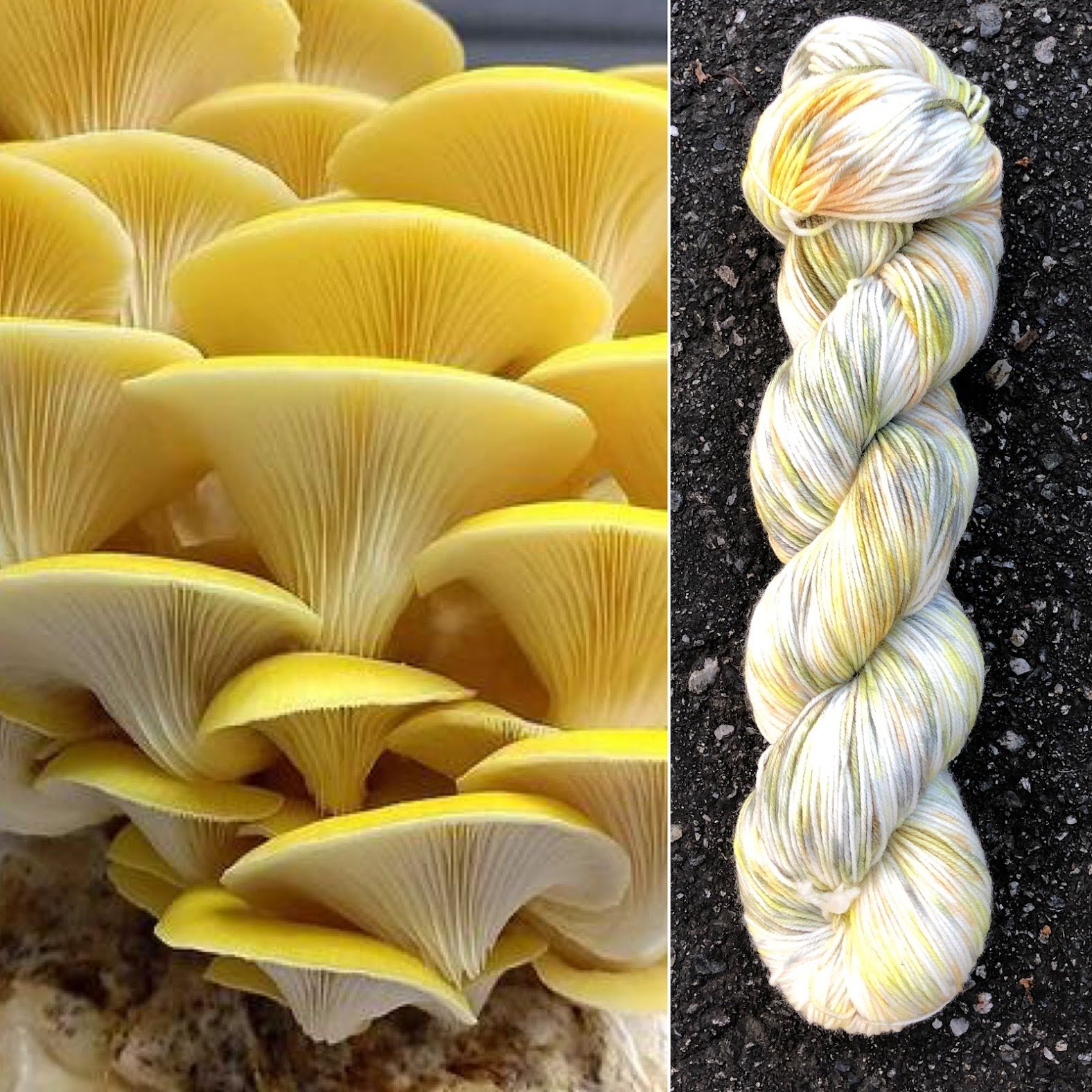 Yellow Oyster Mushroom Collage.jpg