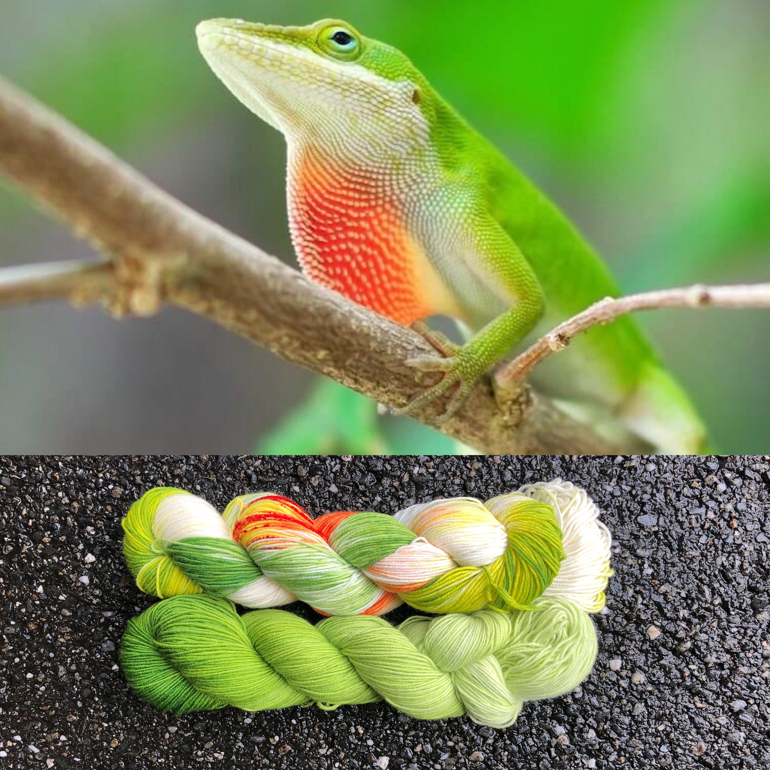 Green Anole and Anole Green.jpg