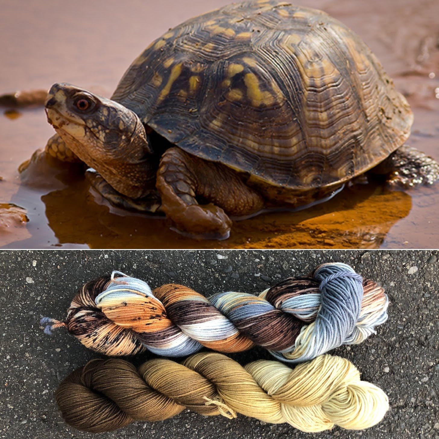Eastern Box Turtle : Box Turtle Brown Collage.jpg