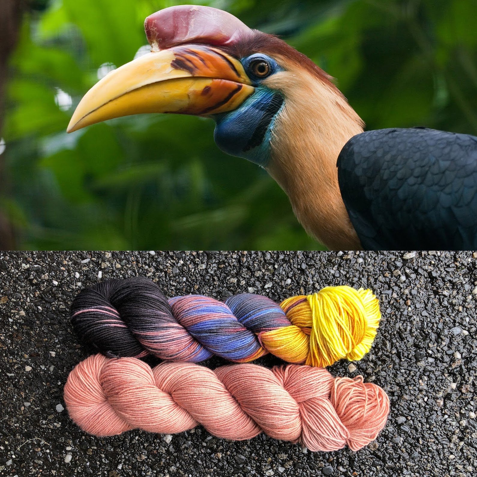 Knobbed Hornbill and Hornbill Buff.jpg