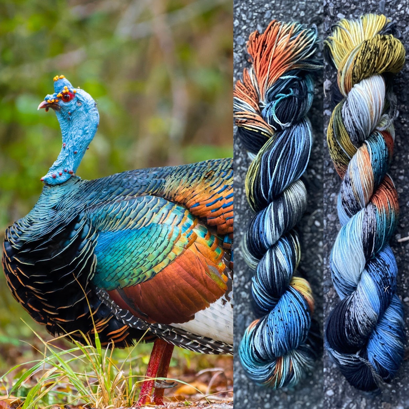 Oscillated turkey collage.jpg