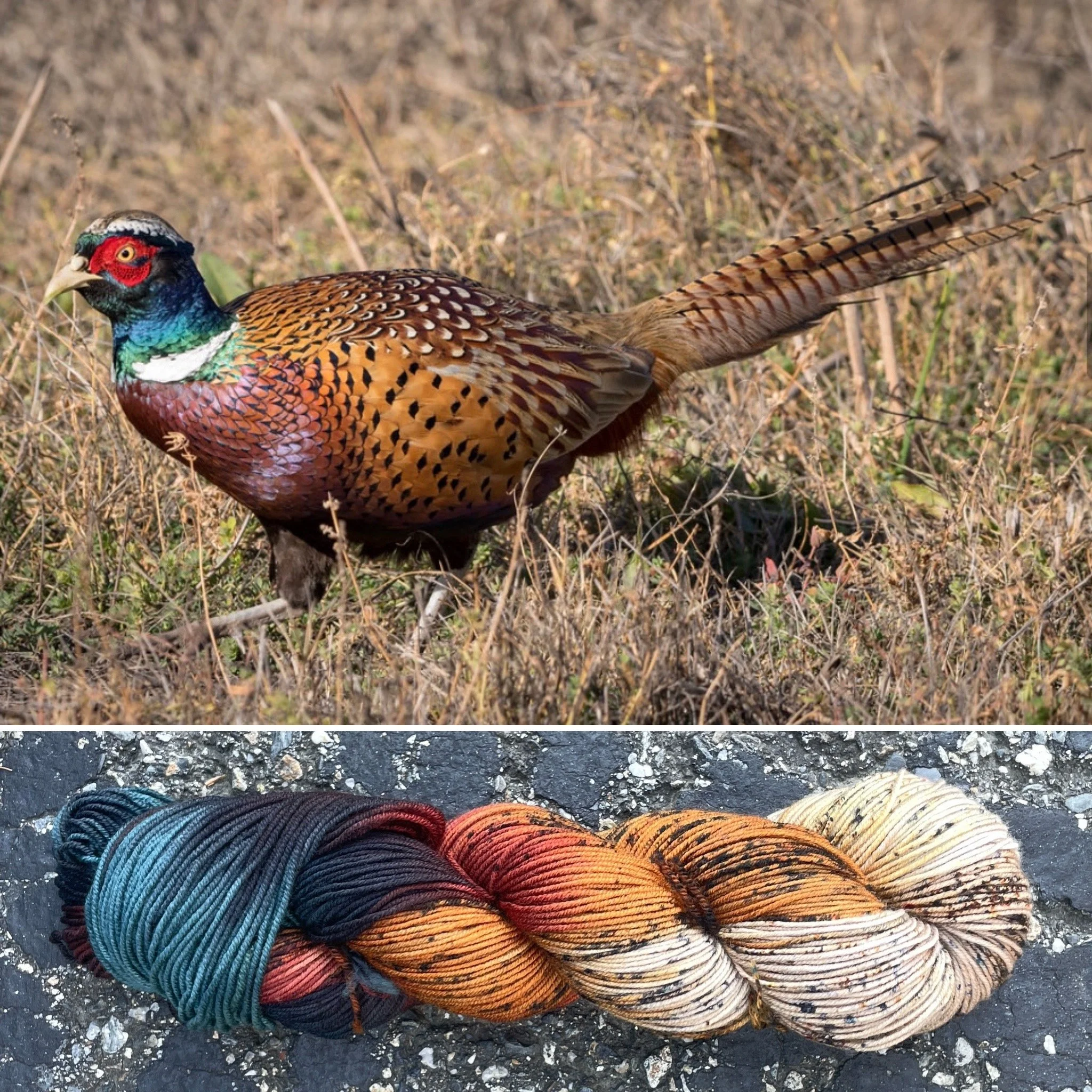 Ring Necked Pheasant
