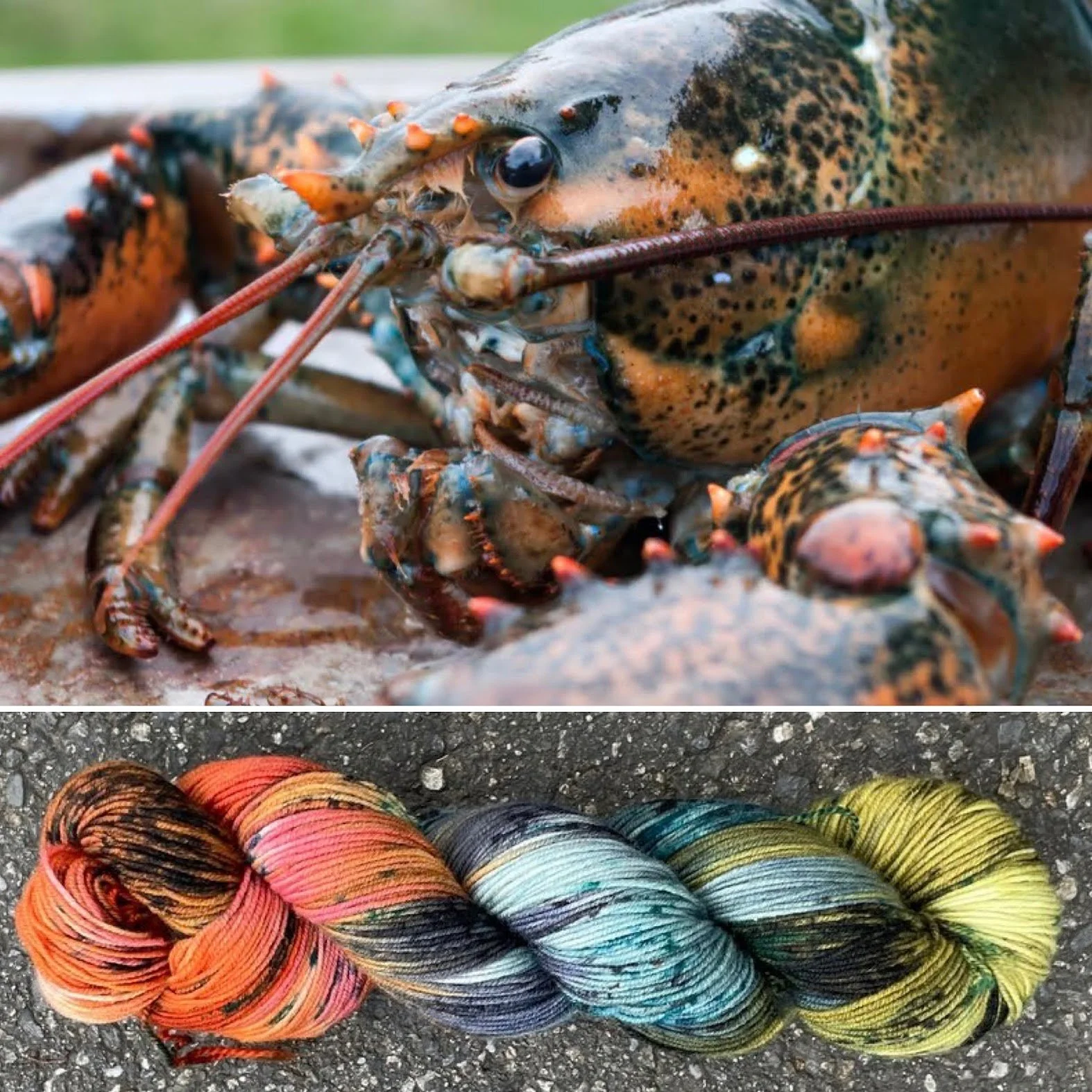 atlantic lobster collage.jpg