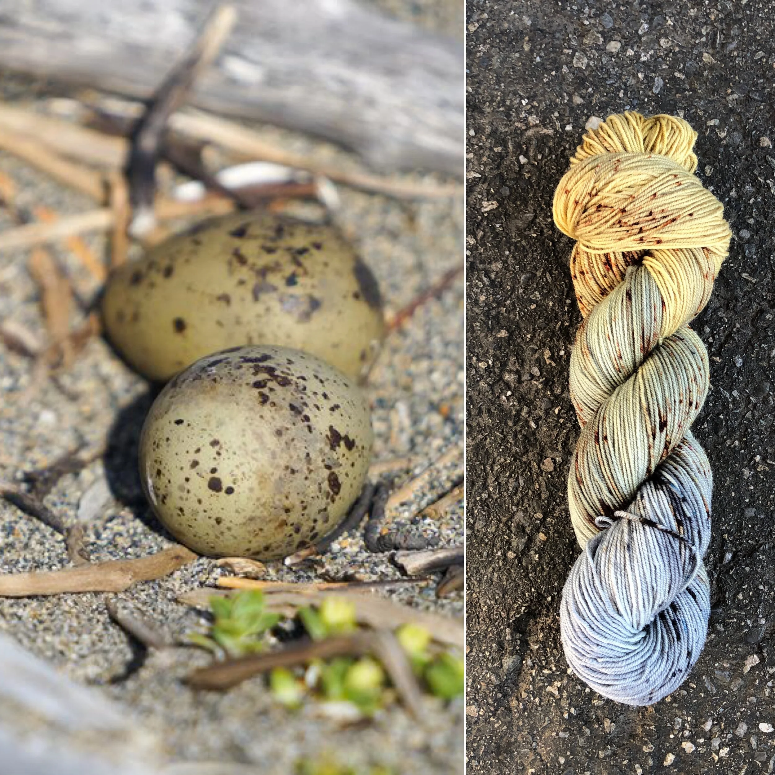 arctic tern eggs.jpg