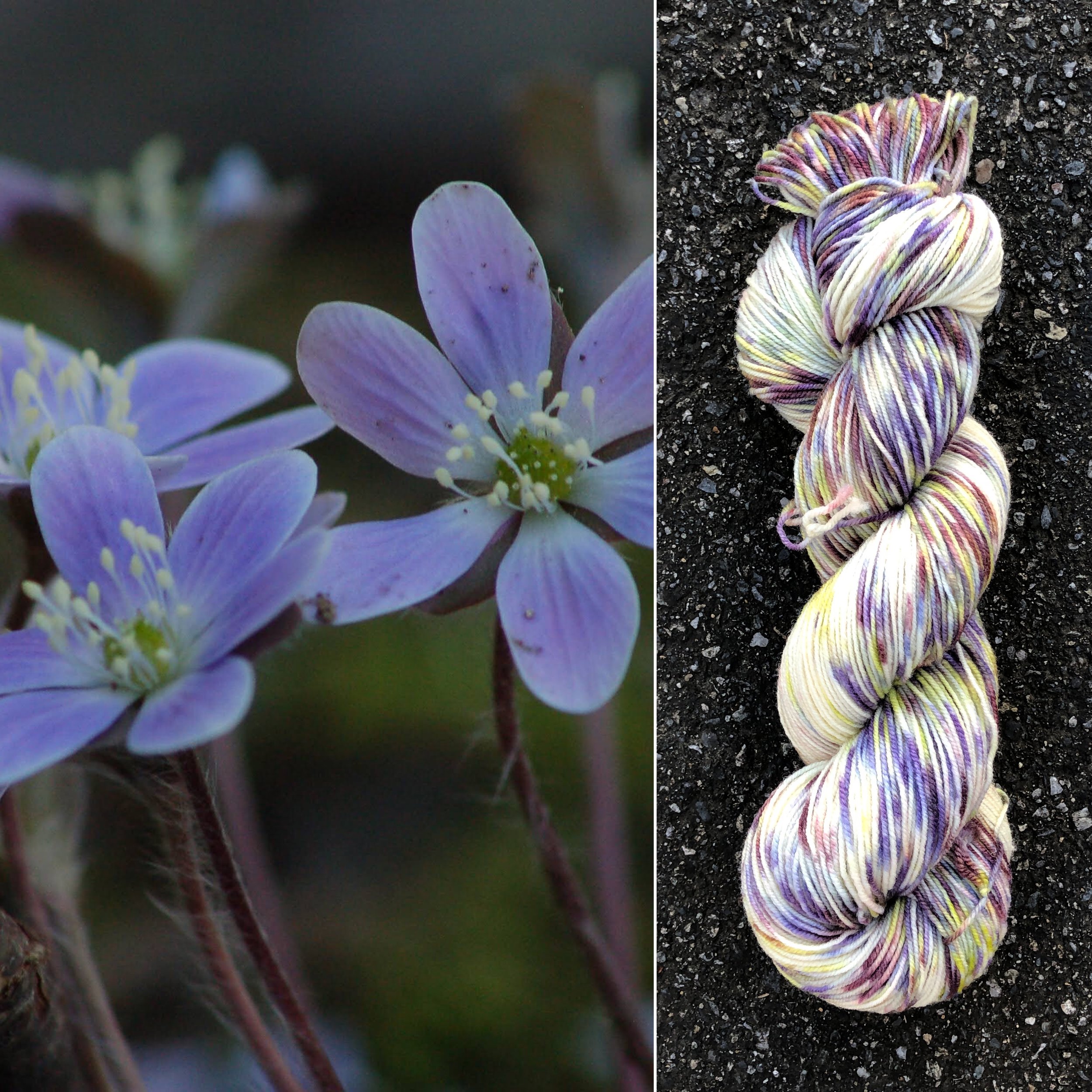 lobed hepatica.jpg