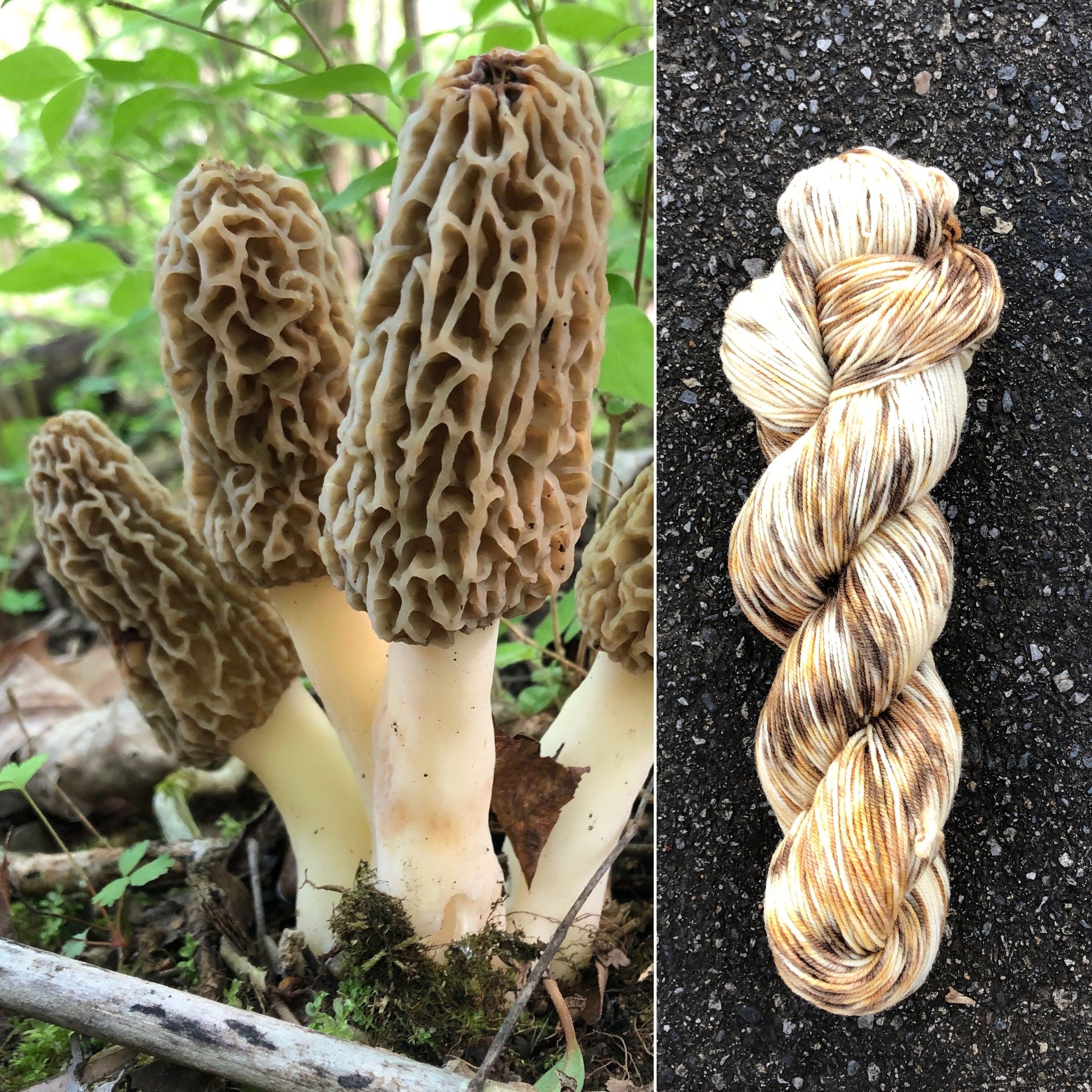Morel Mushroom — Round Mountain Fibers