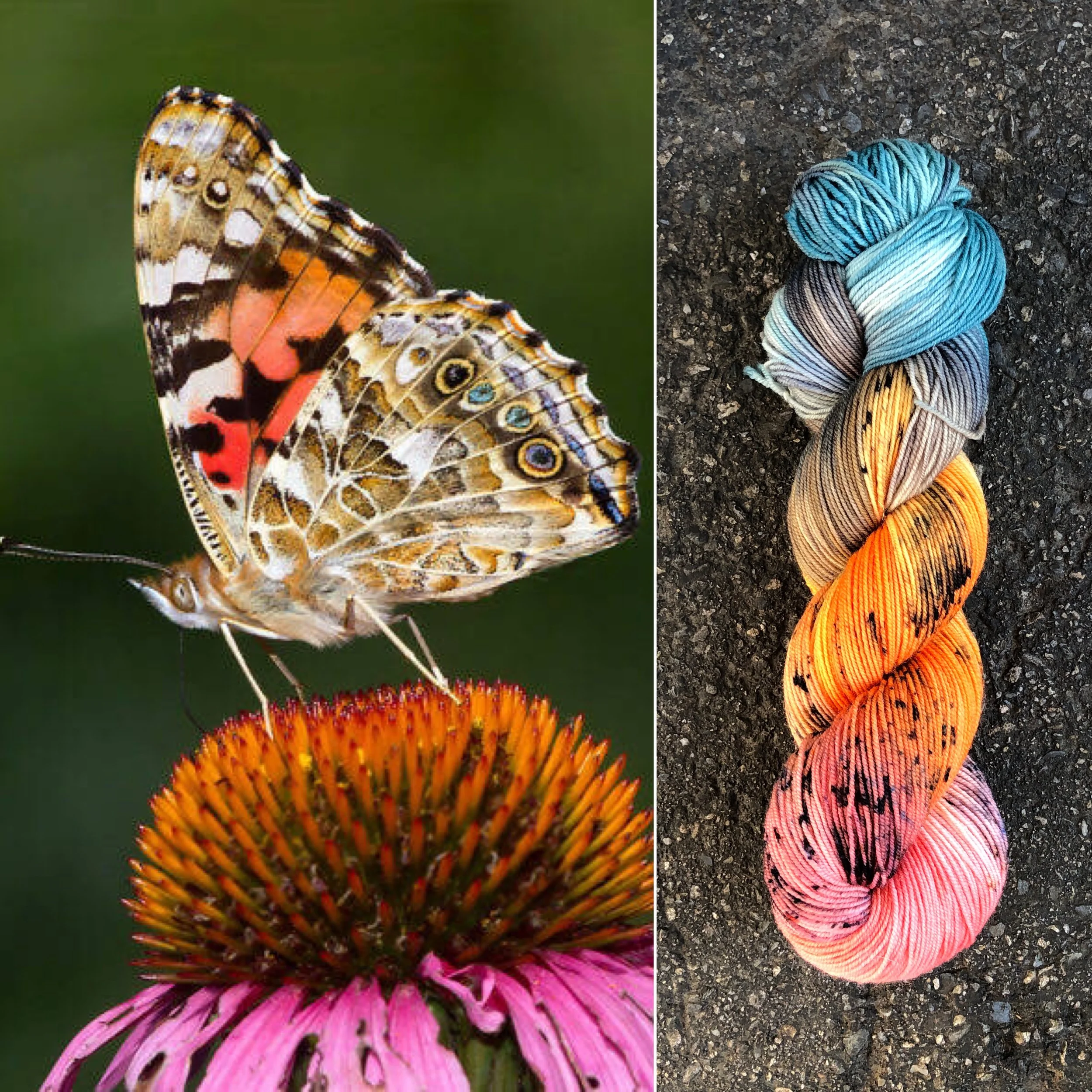 painted lady butterfly.jpg