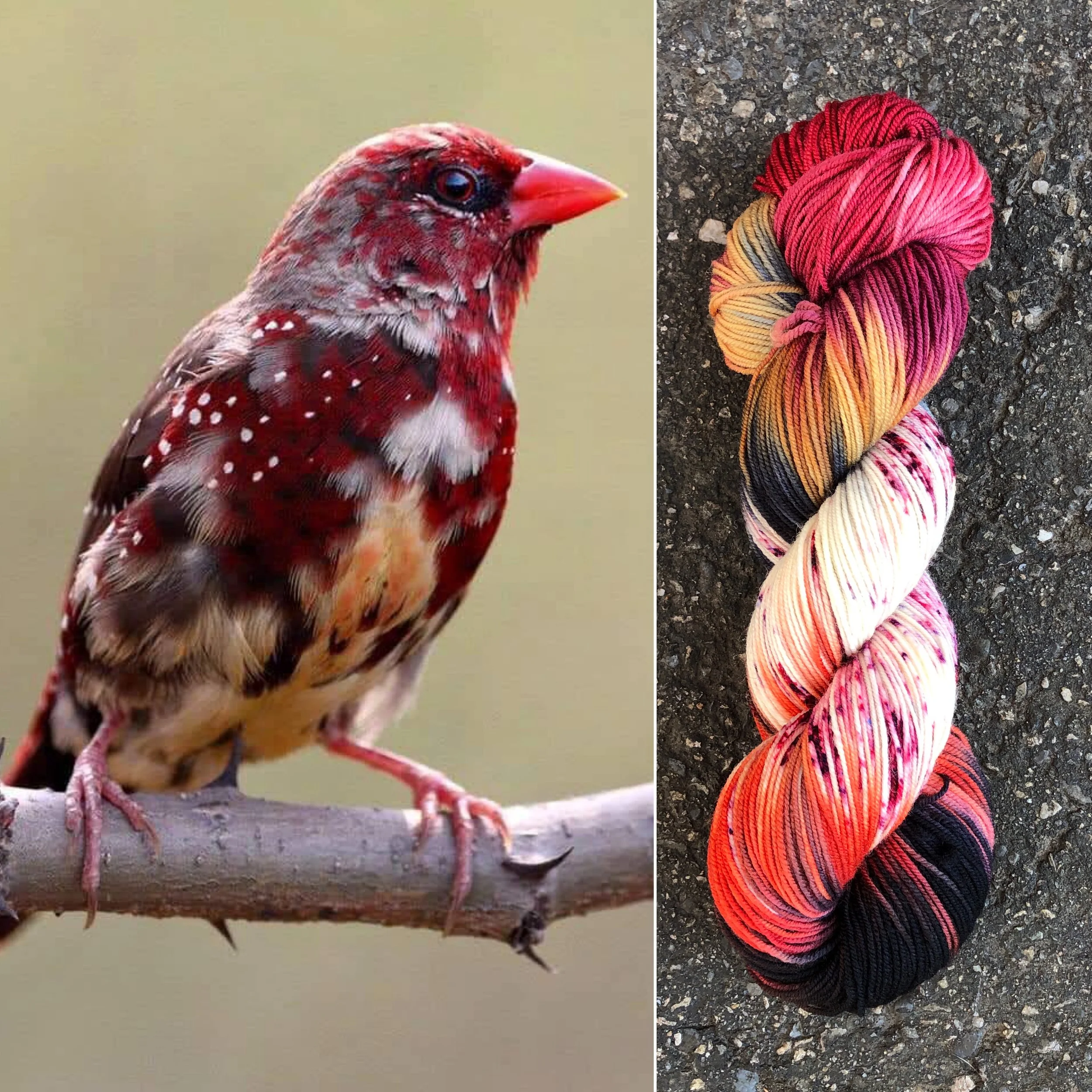 strawberry finch.jpg