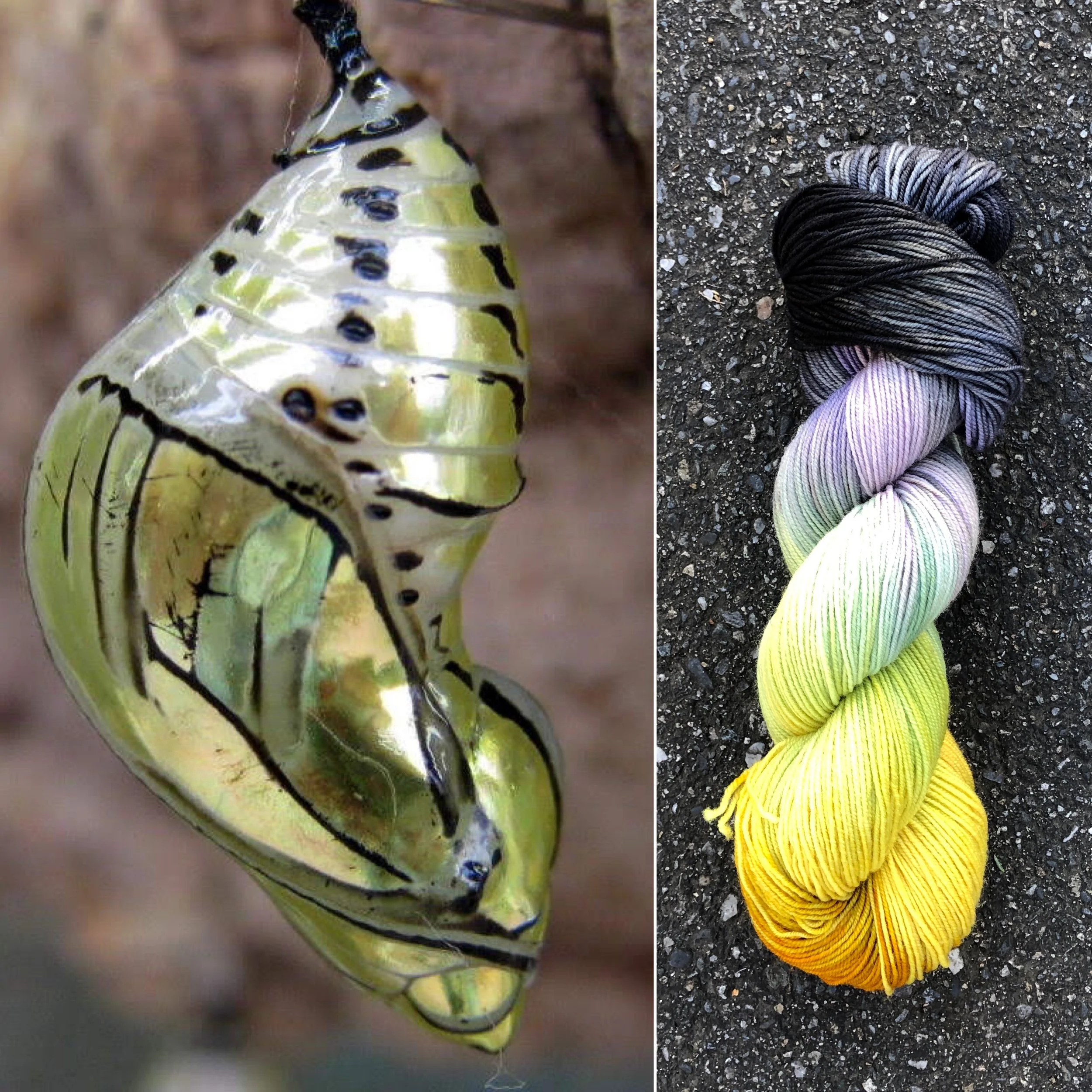 tigerwing chrysalis.jpg