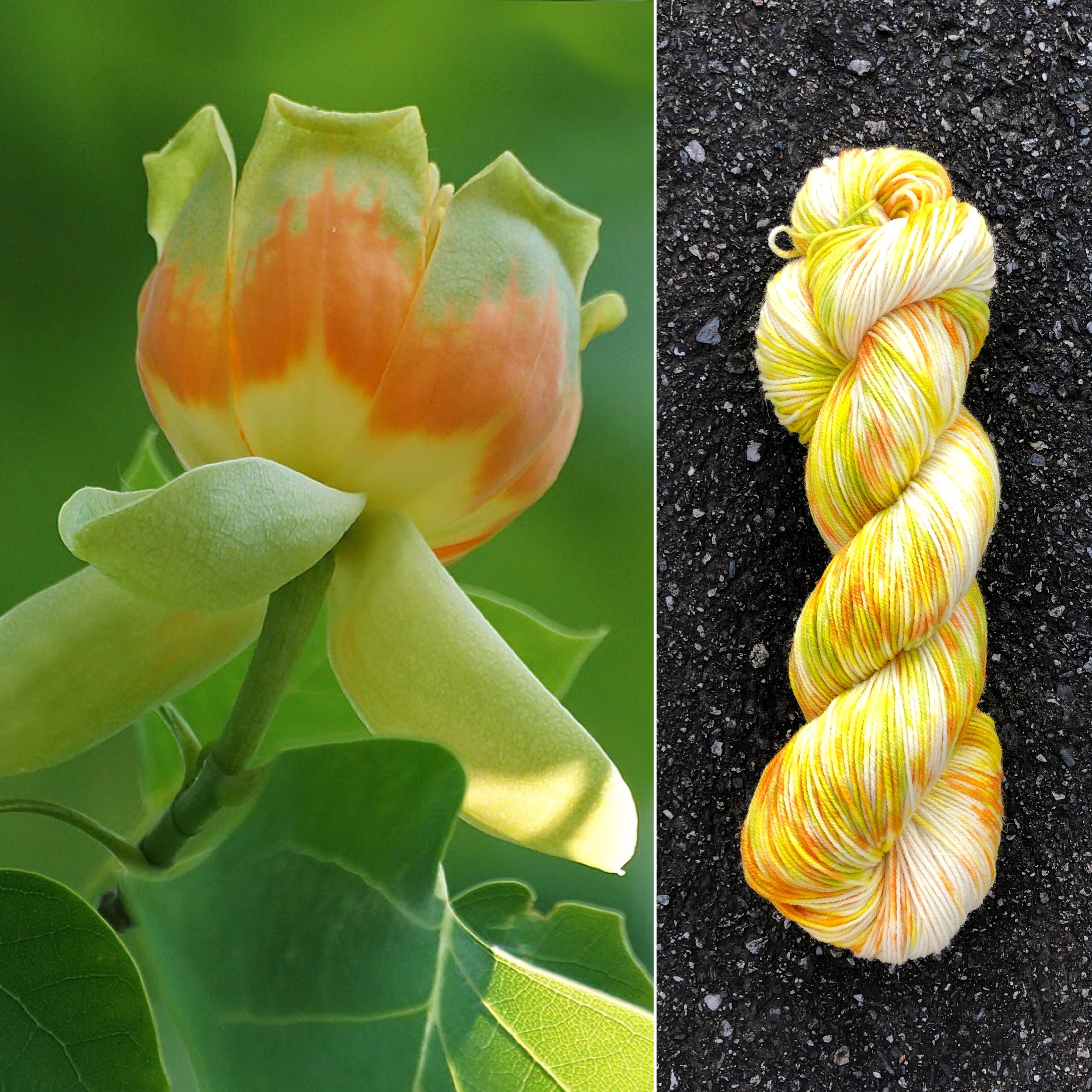 tulip poplar.jpg
