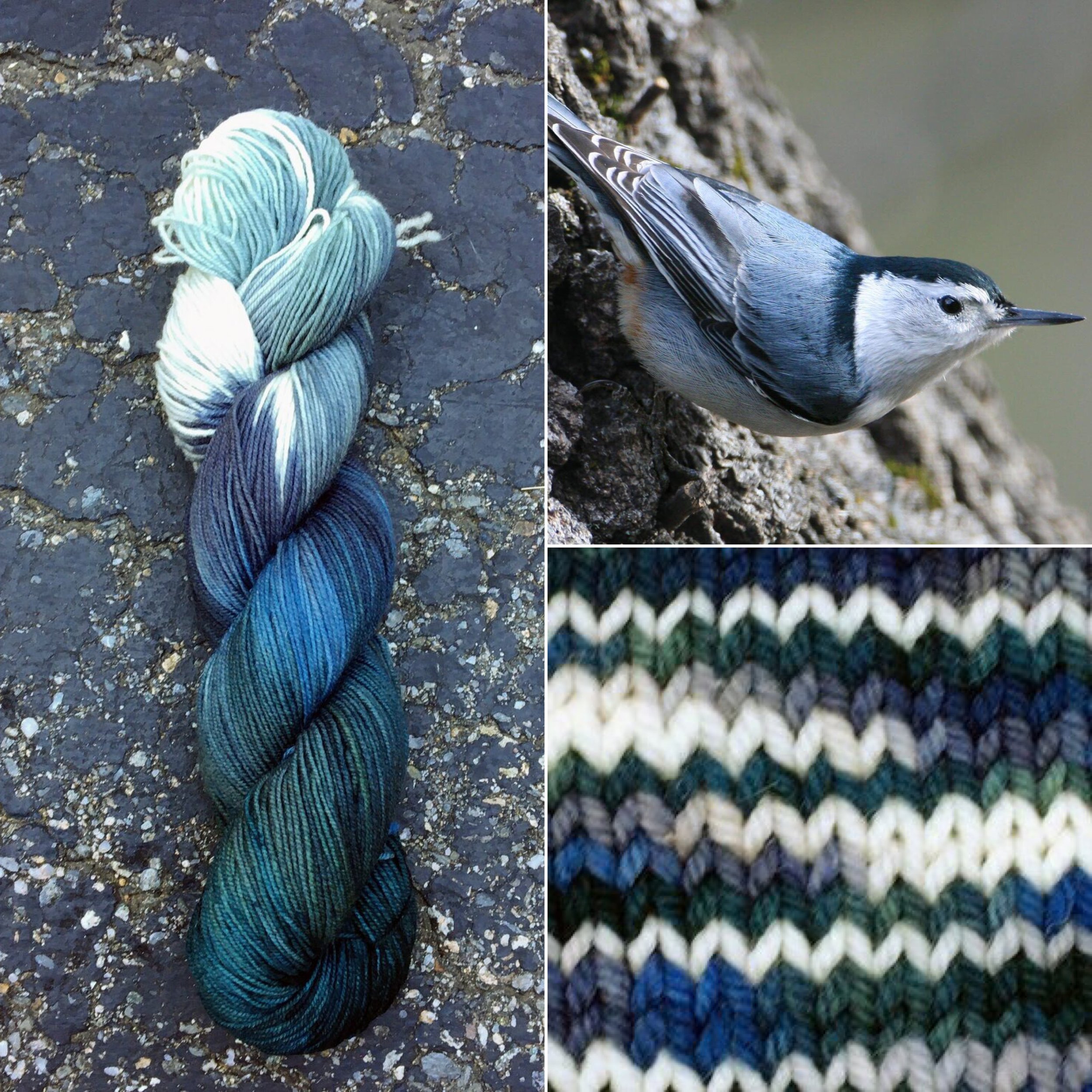 nuthatch.jpg