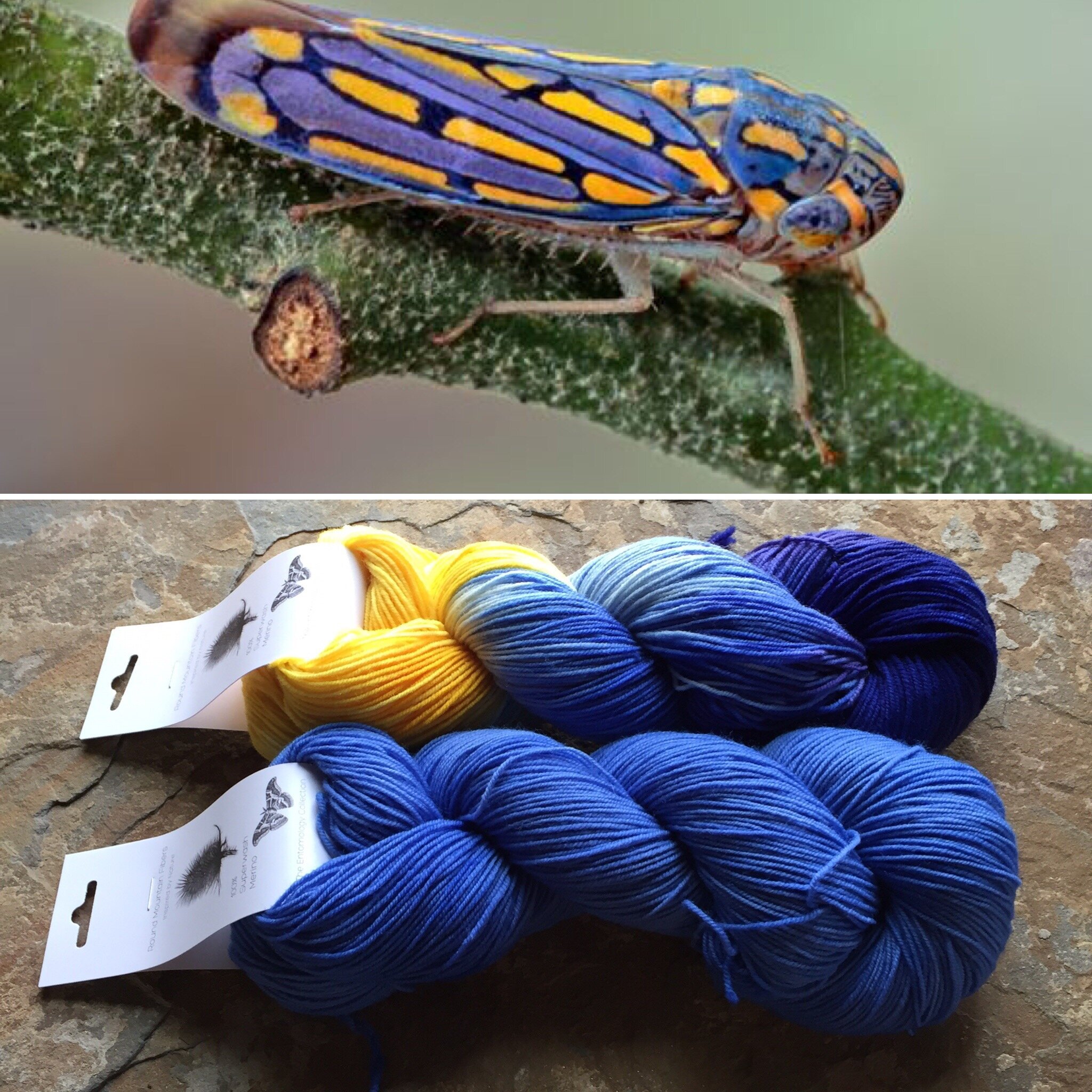Insect on a branch; skeins of yarn in blue and yellow colors