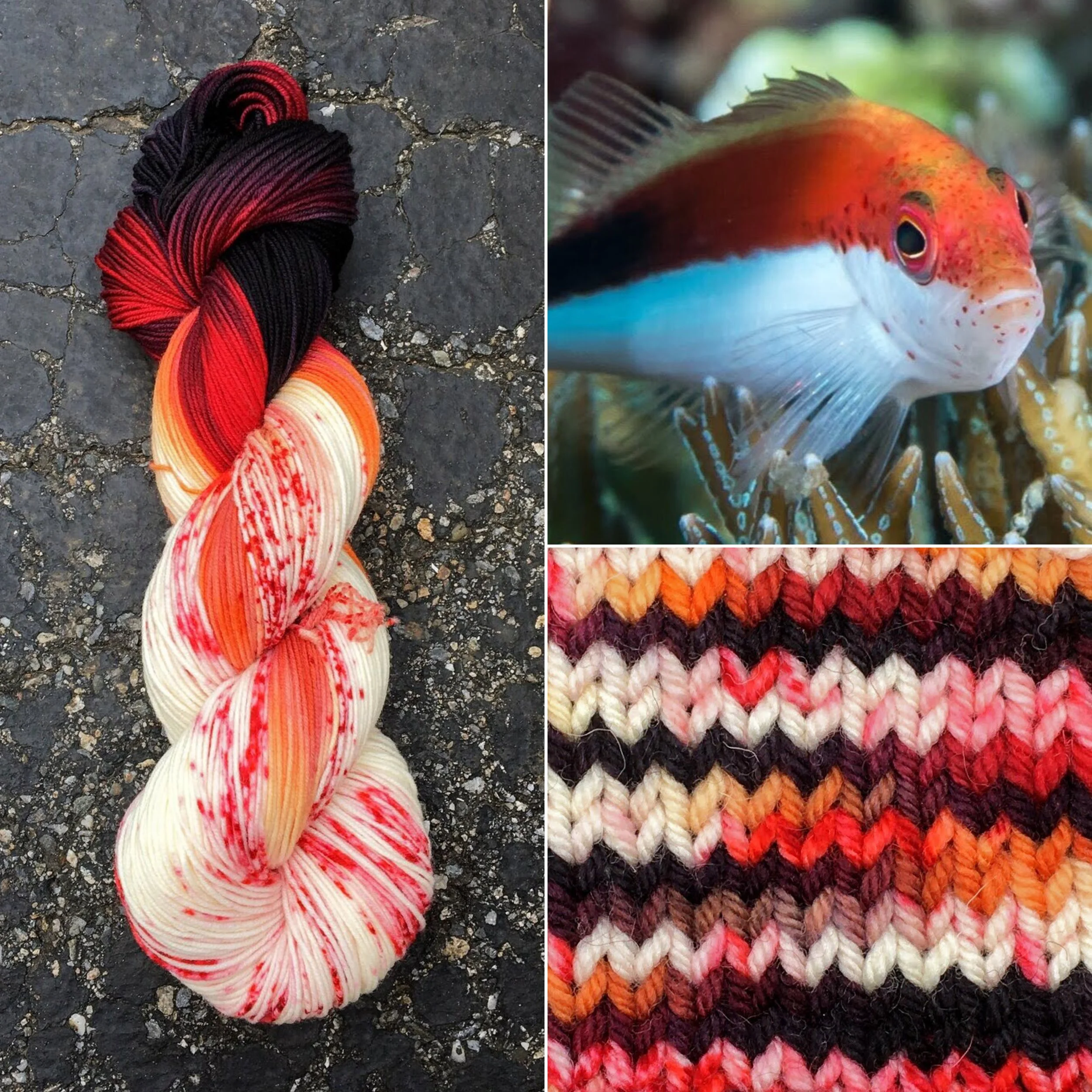 Freckled Hawkfish and Hawkfish Orange — Round Mountain Fibers