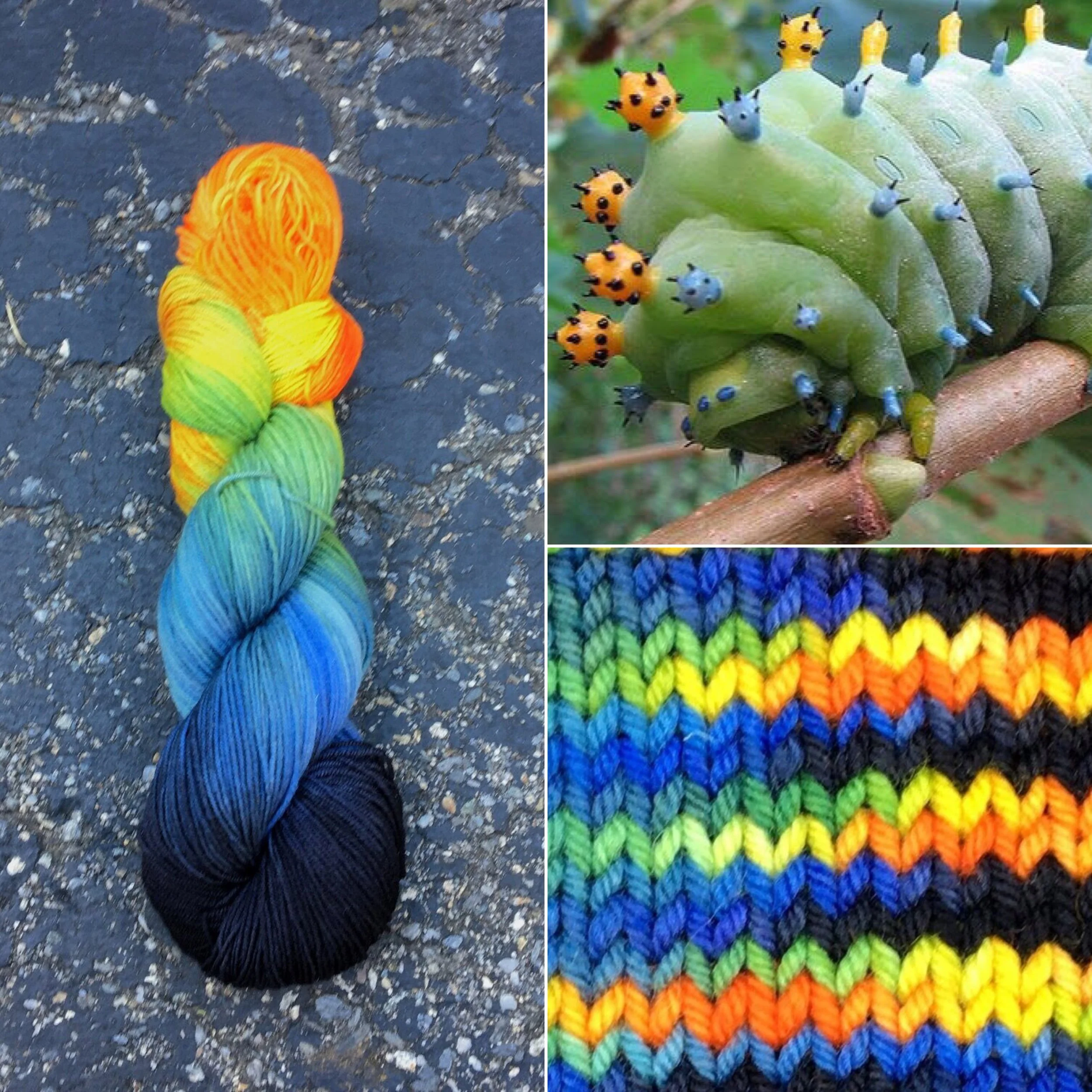 Cecropia Caterpillar and Caterpillar Blue — Round Mountain Fibers