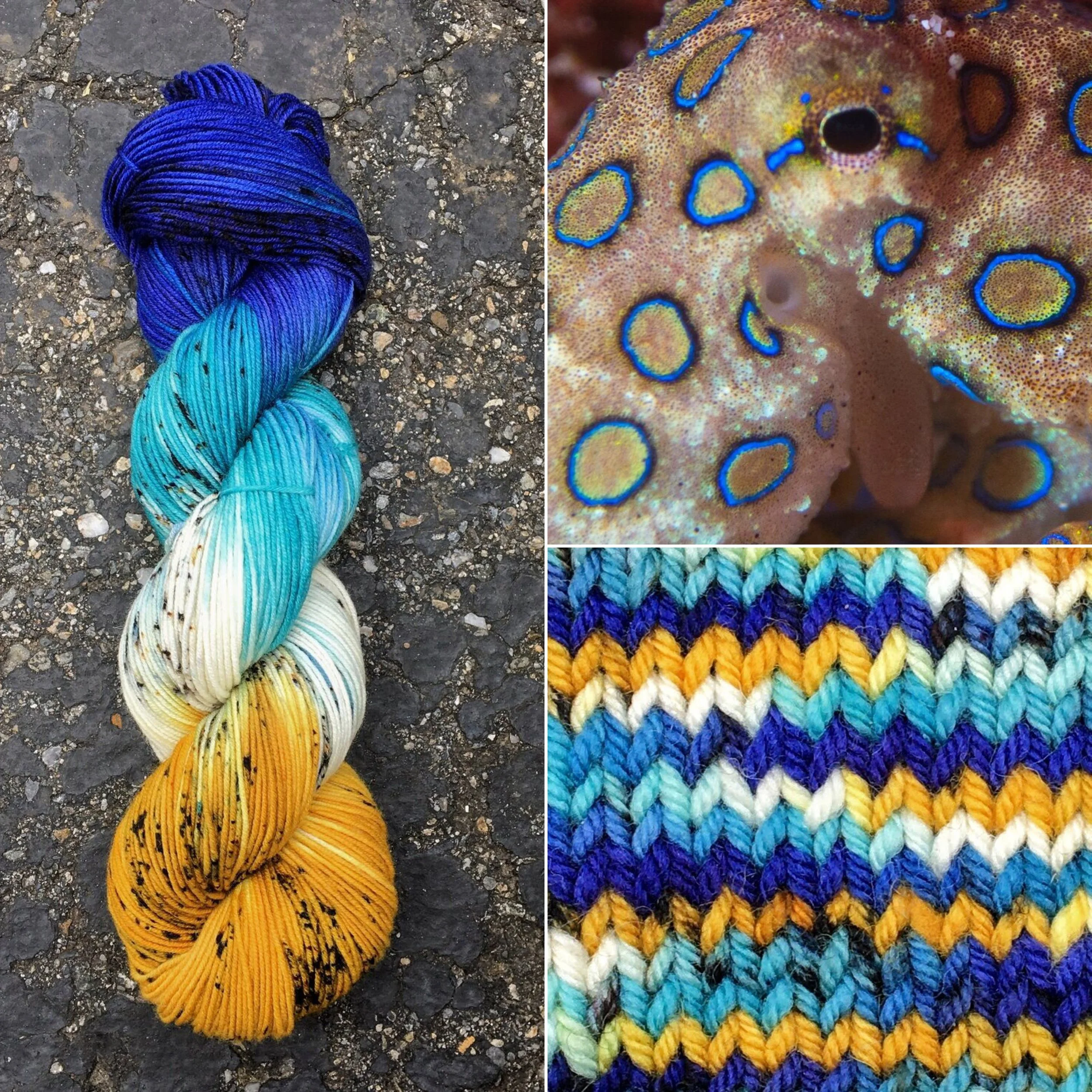 Blue Ringed Octopus and Octopus Gold — Round Mountain Fibers
