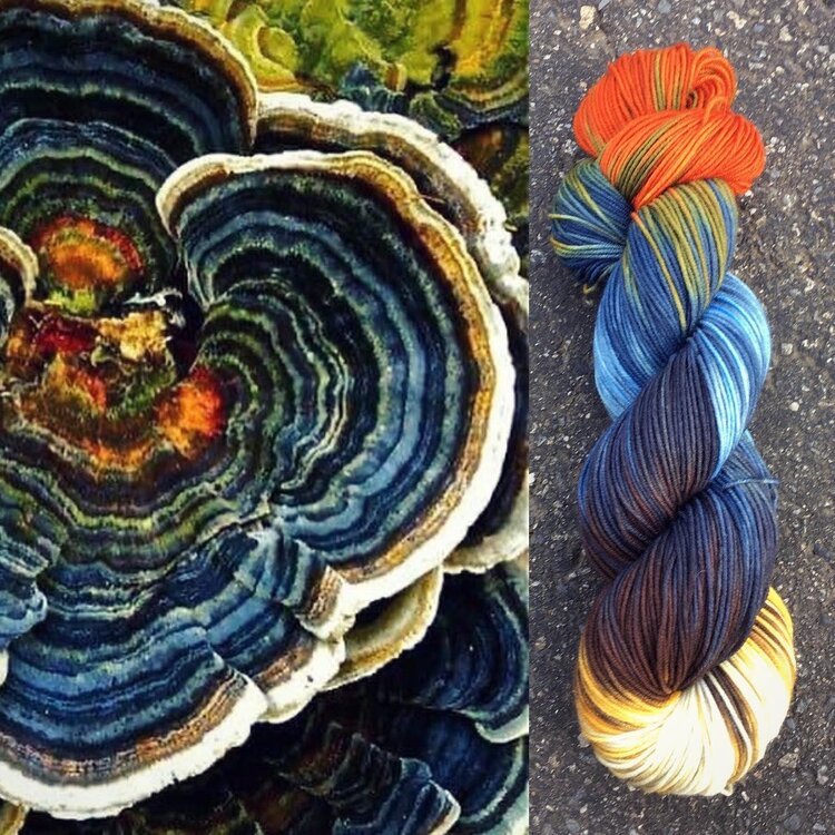 turkey+tail+mushroom+collage.jpg