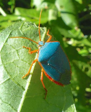 red+bordered+stink+bug+pic.jpg