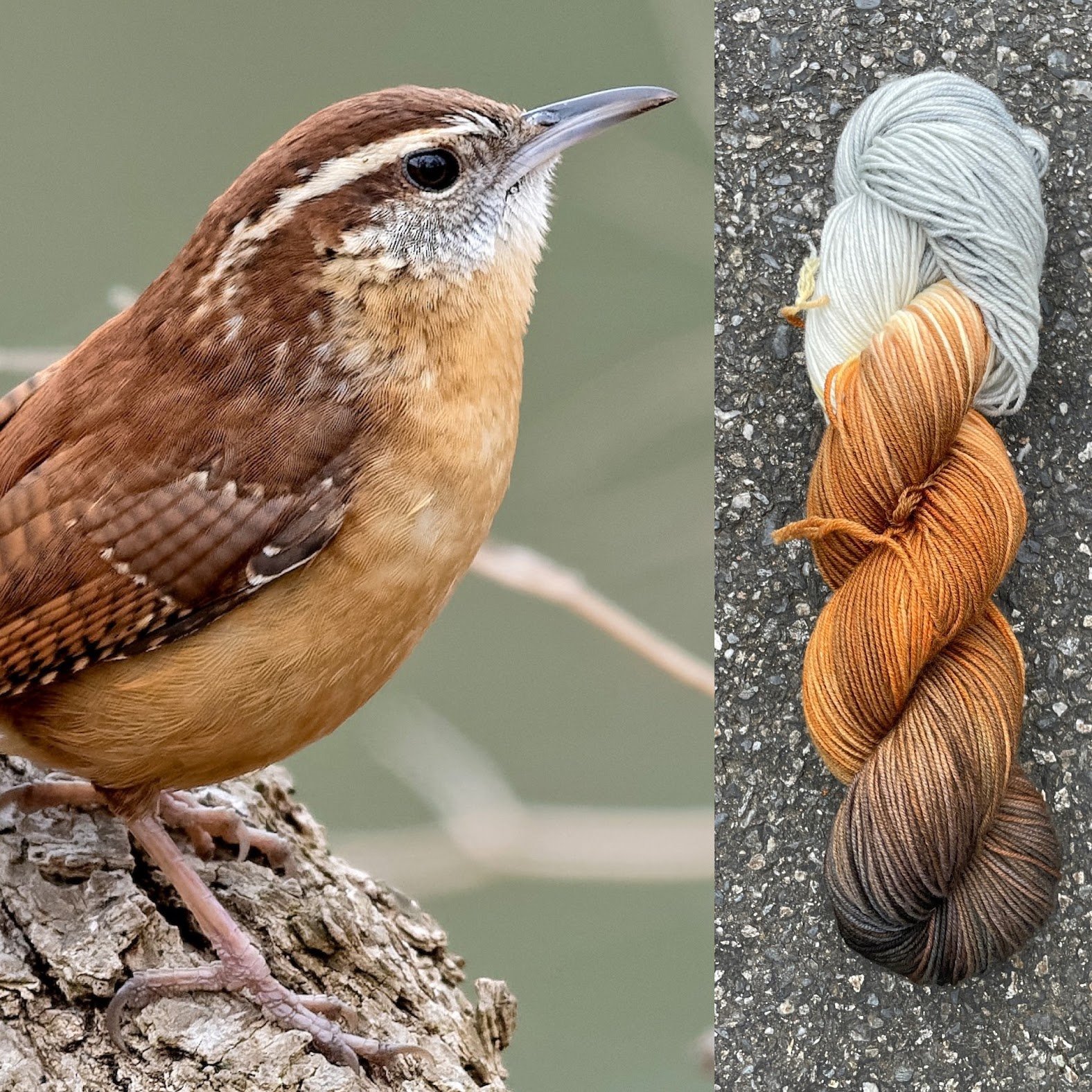 Carolina Wren