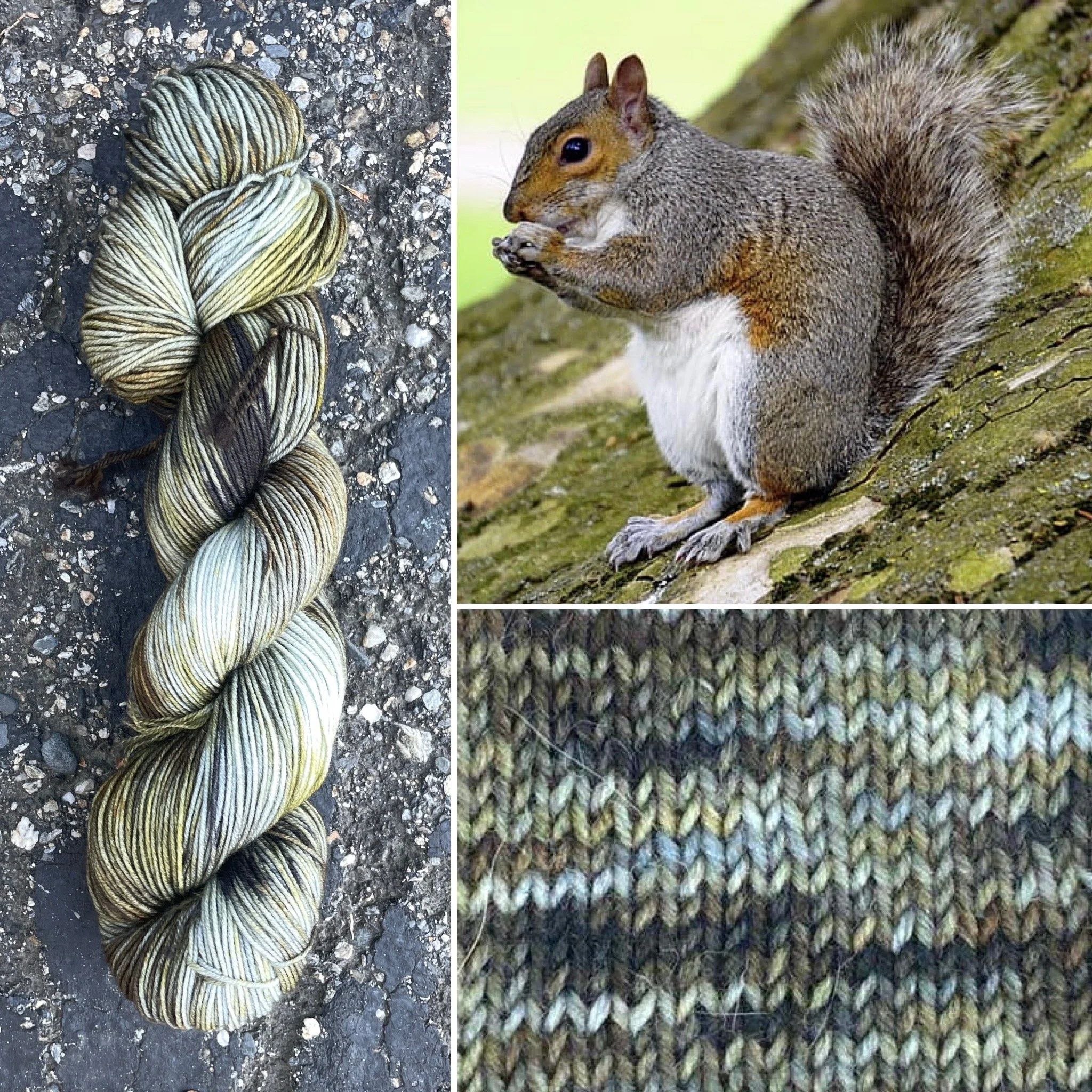 Eastern Gray Squirrel