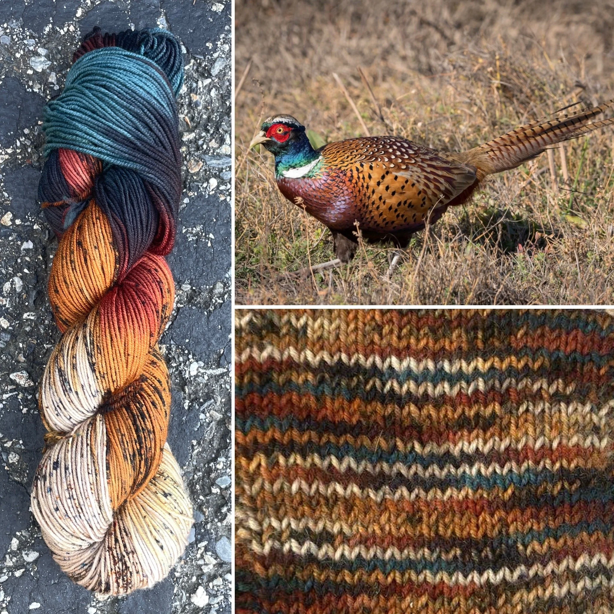 Ring Necked Pheasant