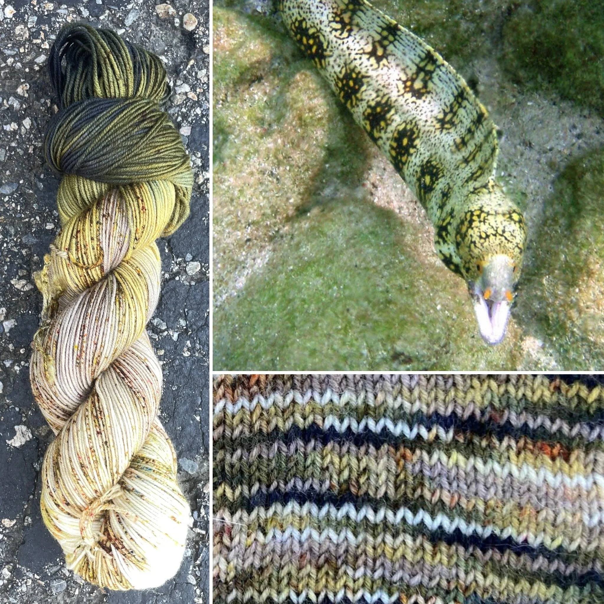 Snowflake Moray Eel