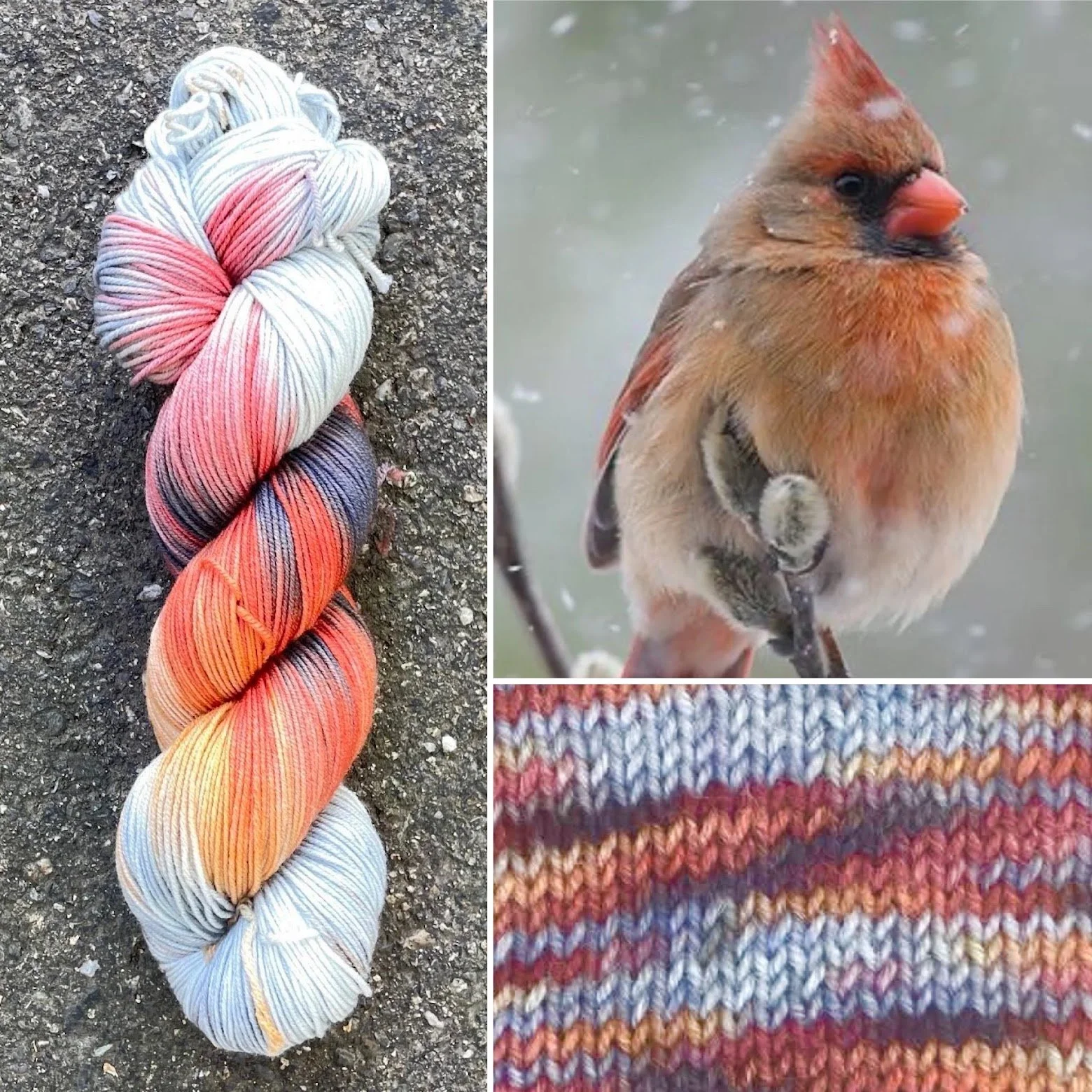 Female Cardinal
