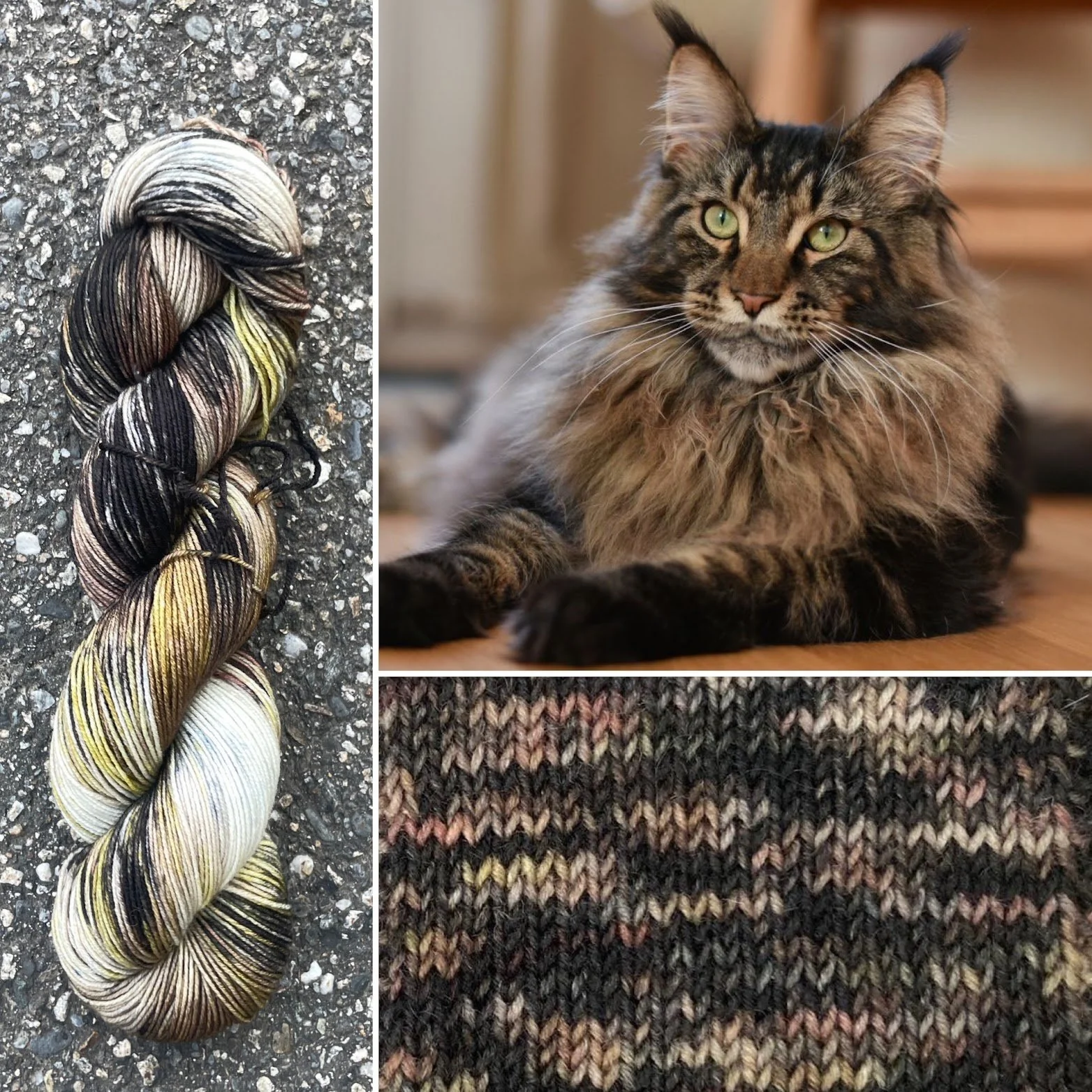 Maine Coon Cat