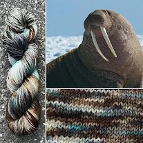 Walrus
