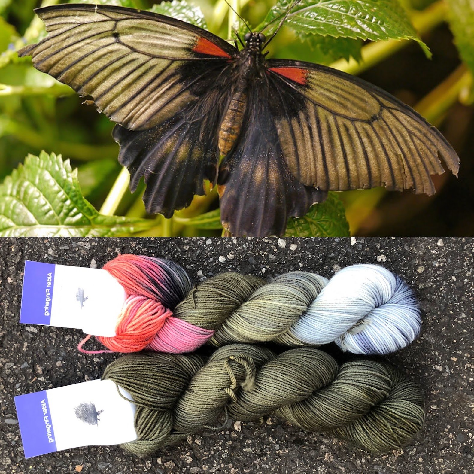Asian Swallowtail : Swallowtail Green Collage.jpg