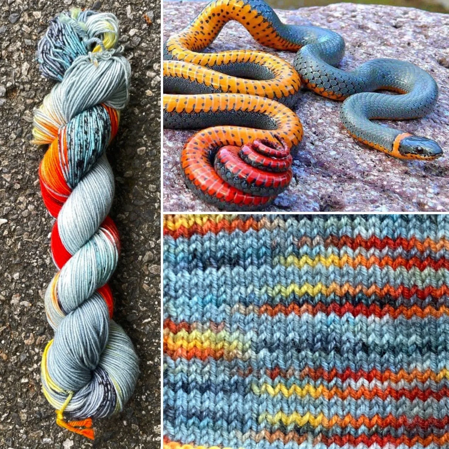 Regal Ringneck Snake