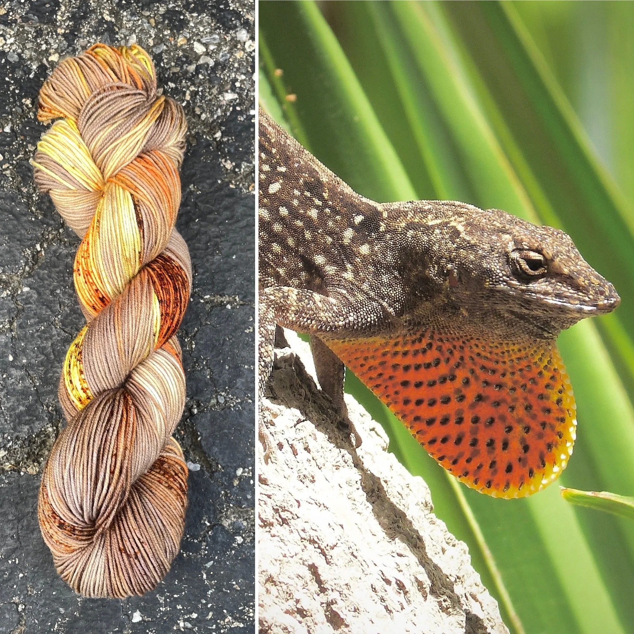 Brown Anole