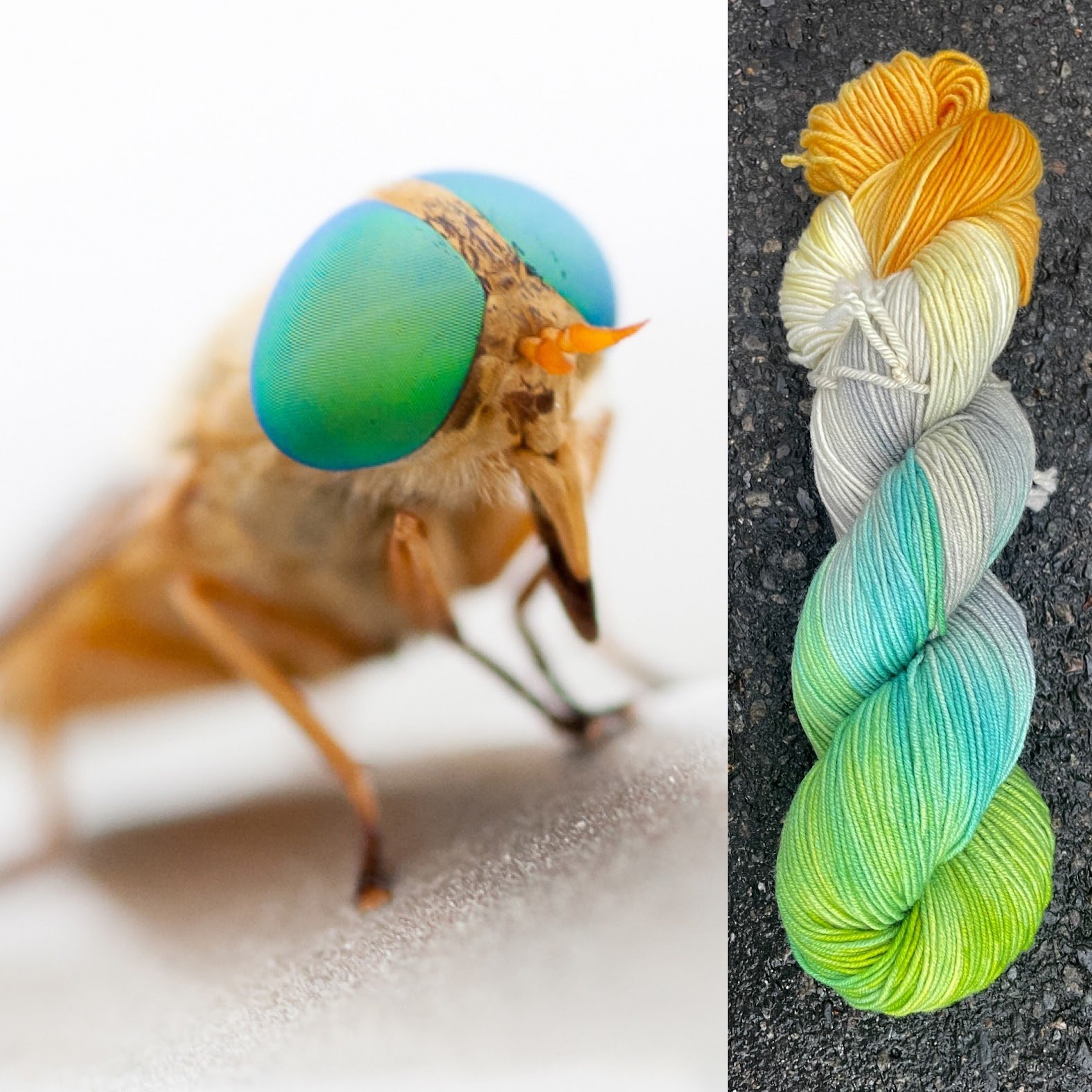 bug eyed march fly collage.jpg