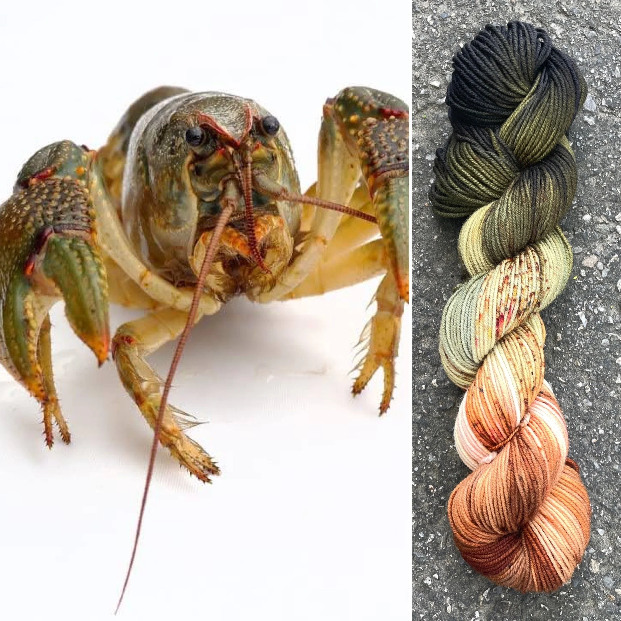 Crayfish
