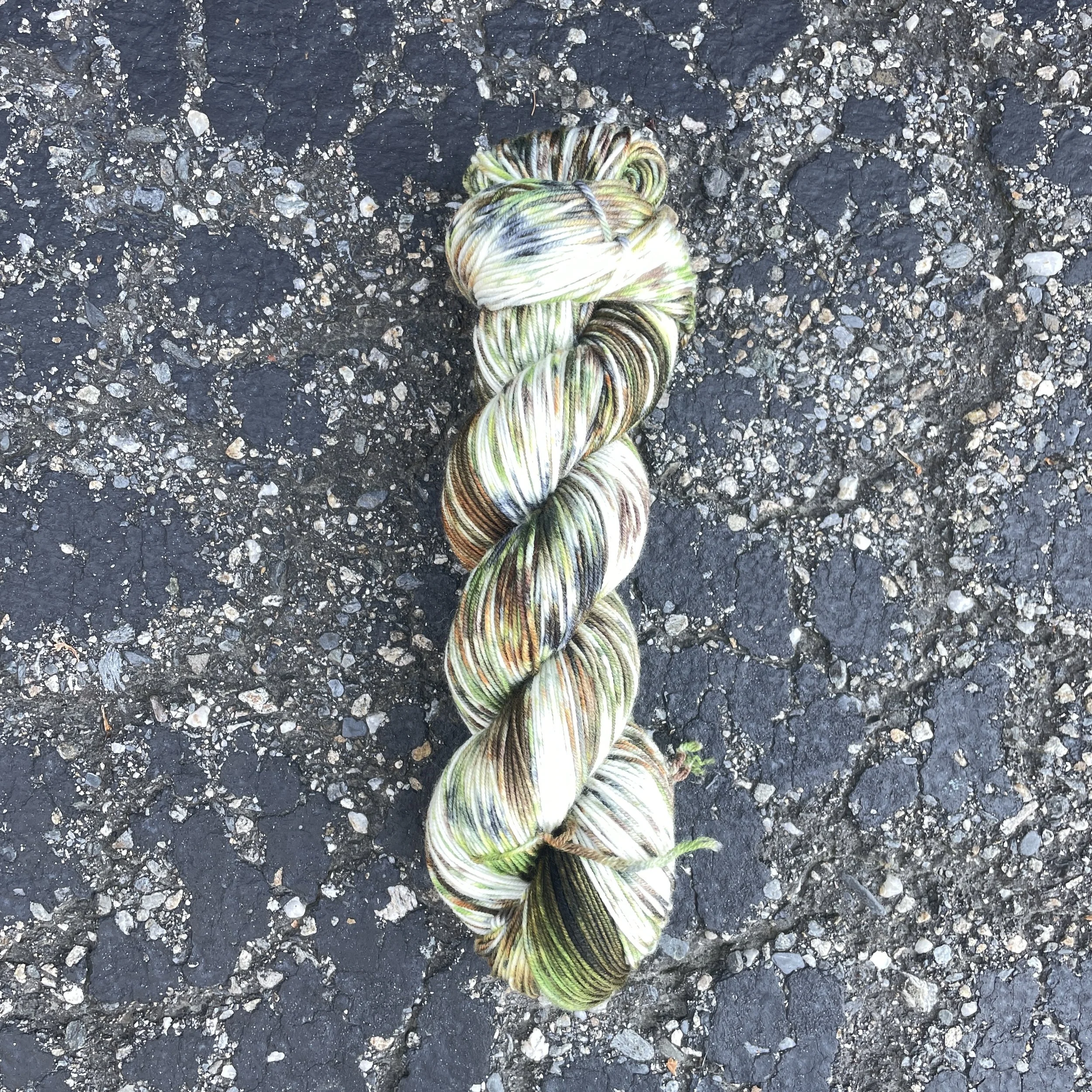 Spruce Tree.JPG