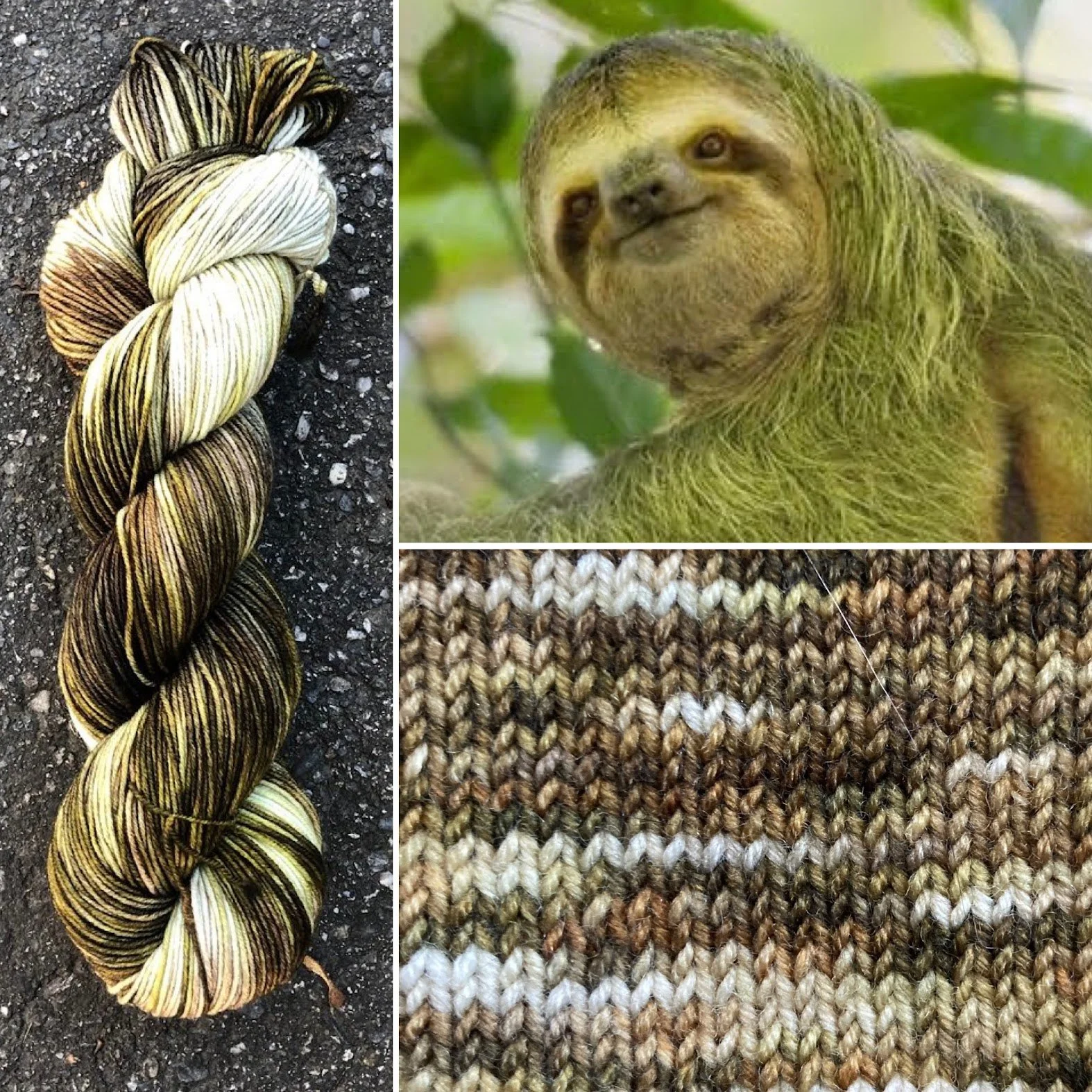 Sloth with Green Algae