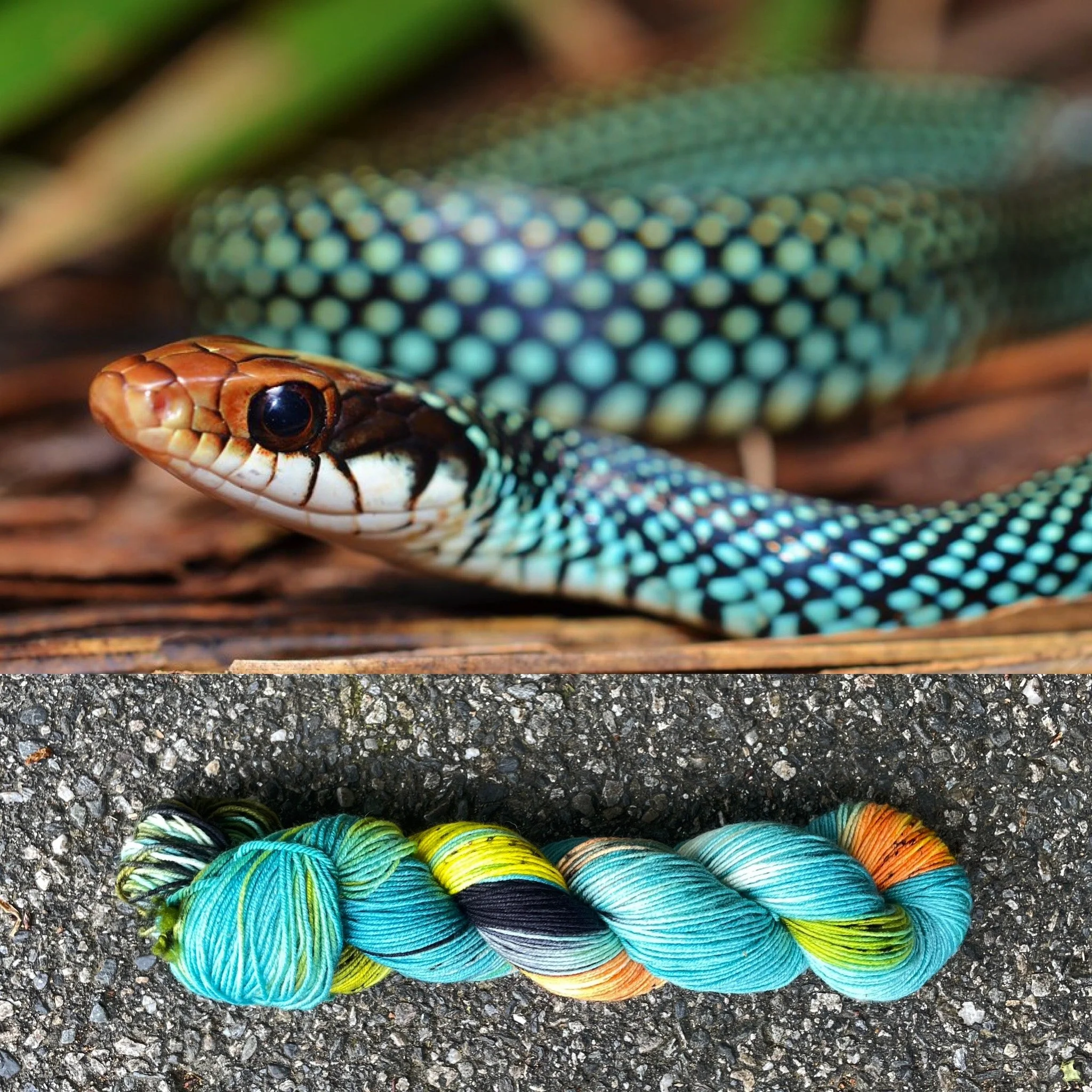 speckled racer collage.jpg