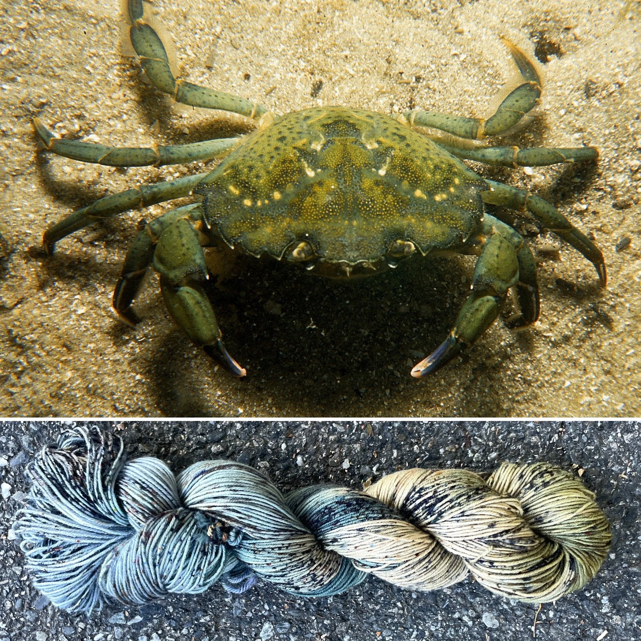 European Green Crab