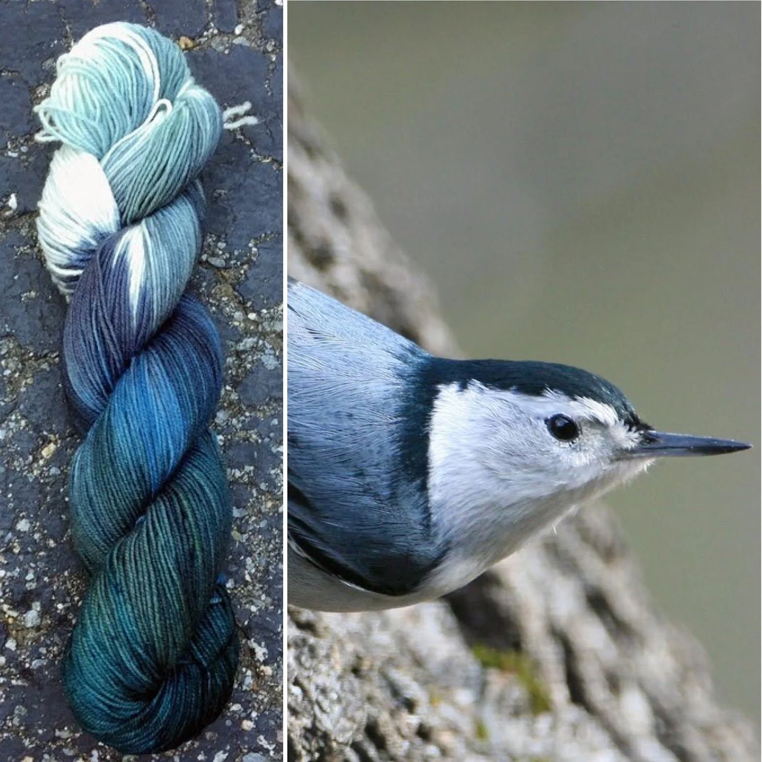 nuthatch collage.jpg