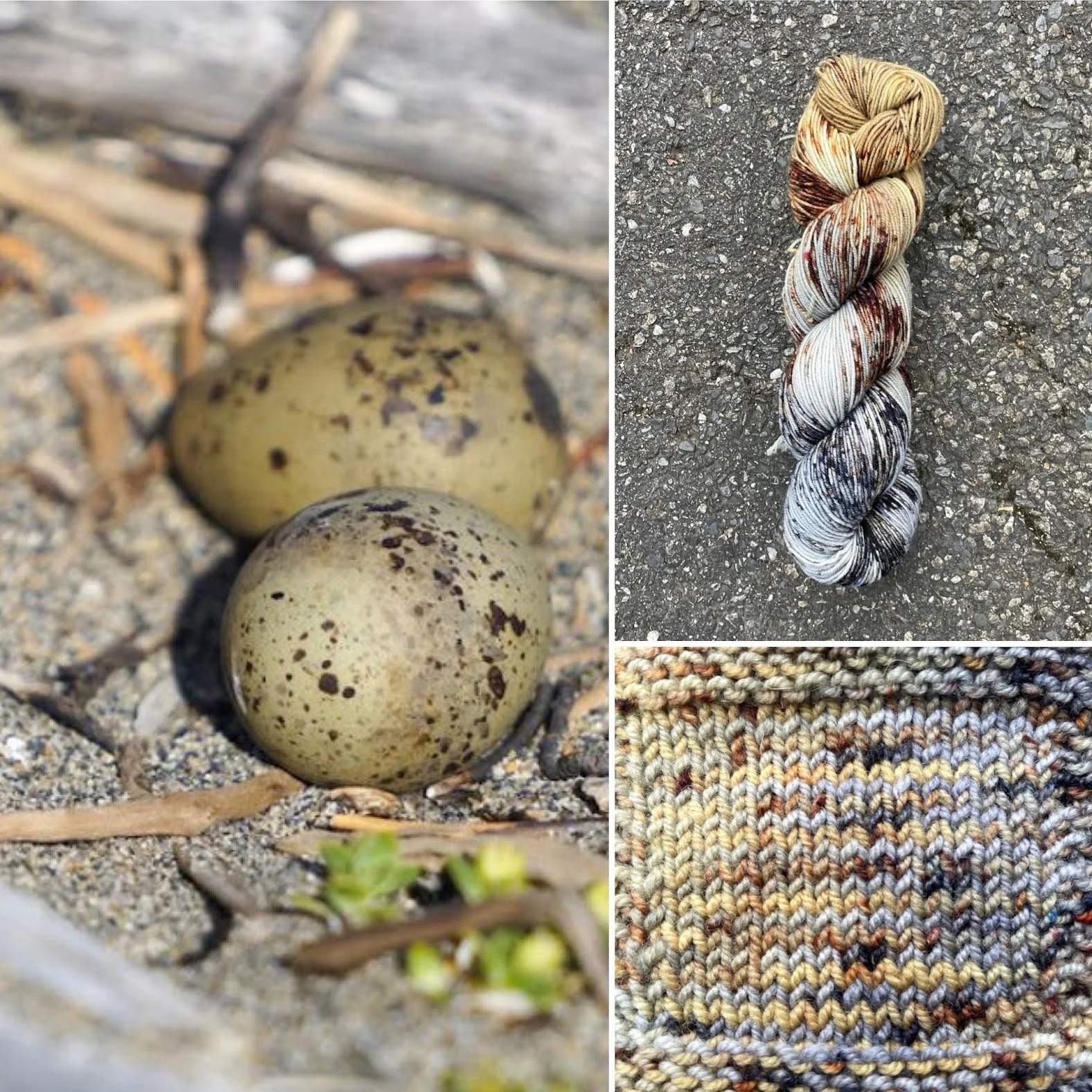 Arctic Tern Eggs