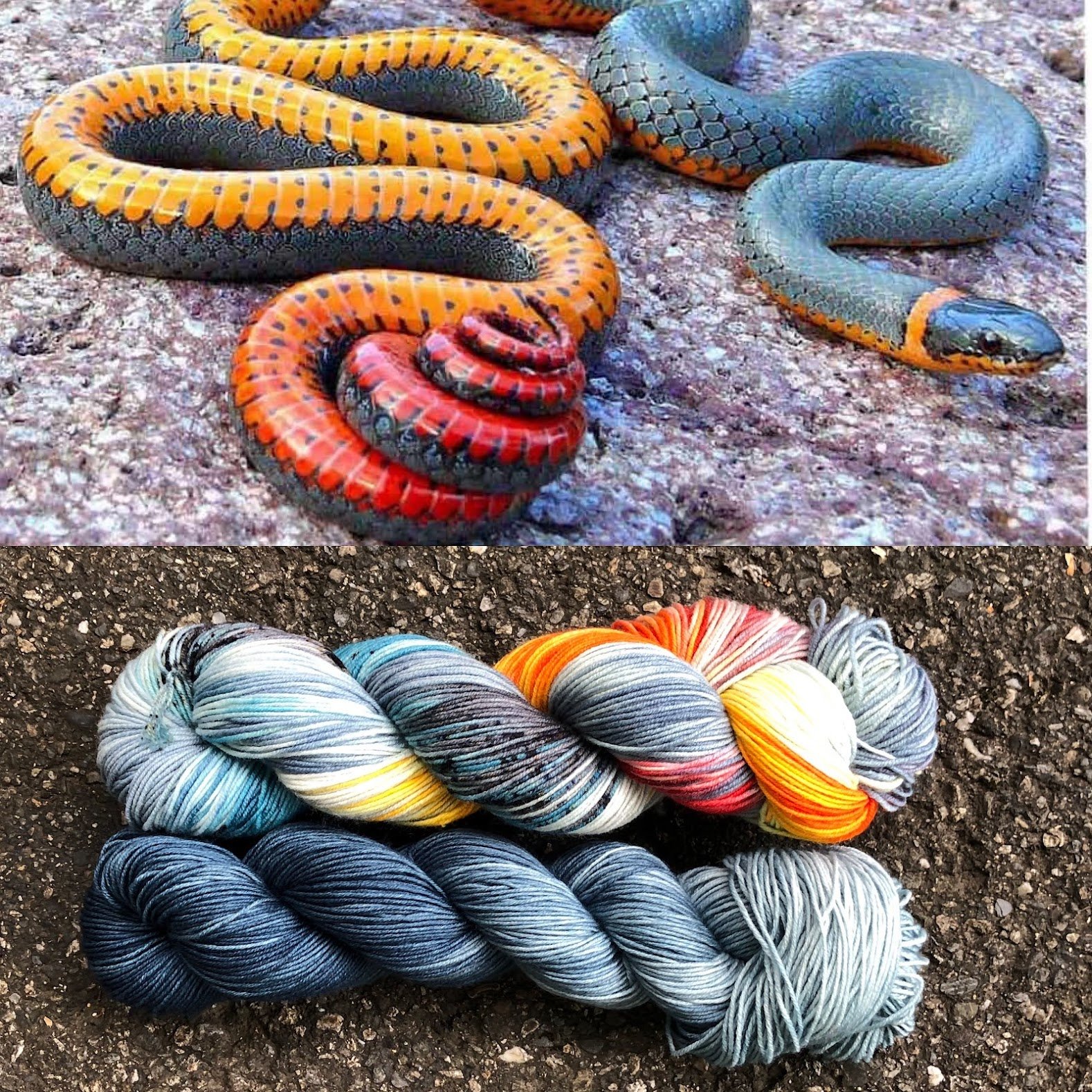 Herpetology: Regal Ring Necked Snake &amp; Snake Belly Blue