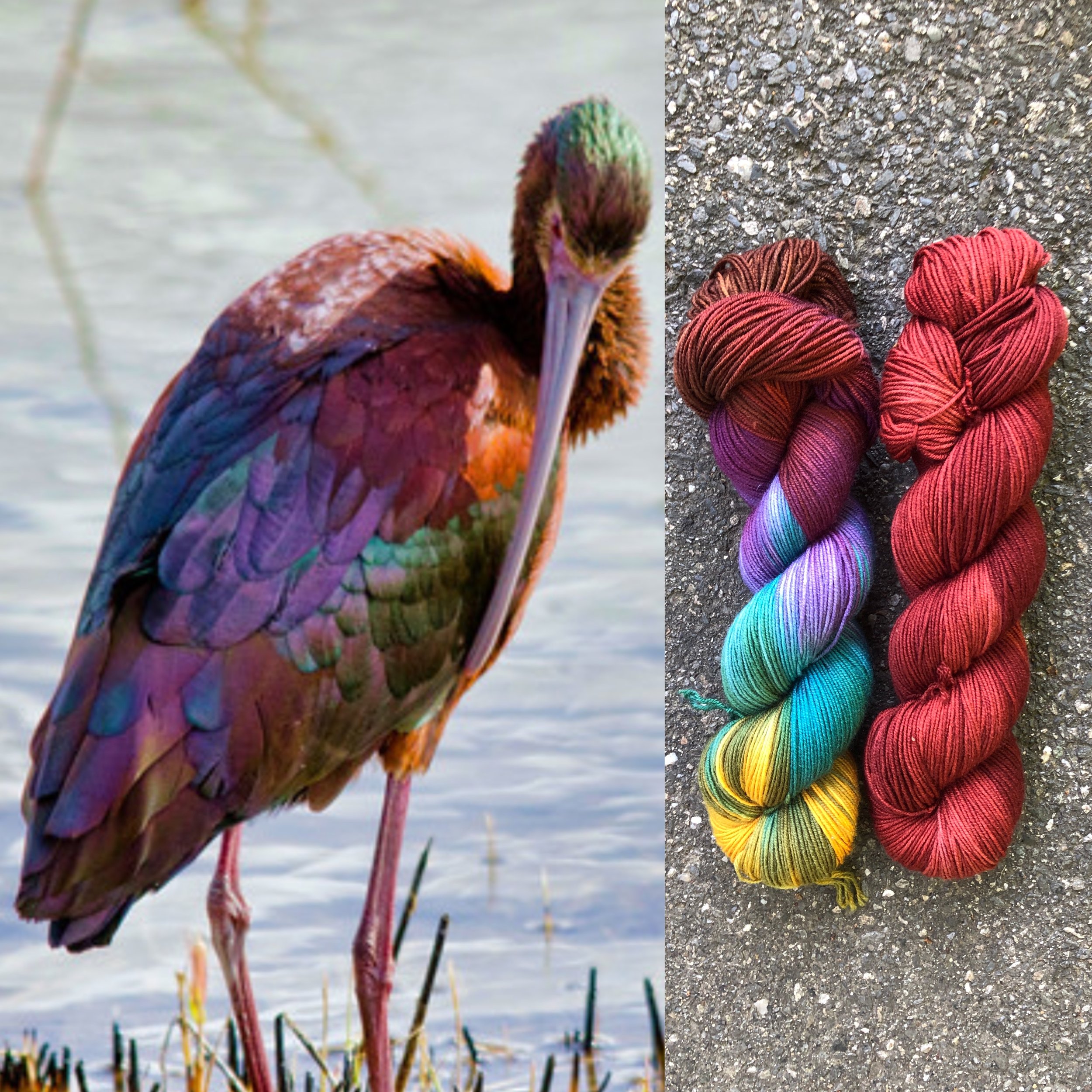 glossy ibis collage.jpg