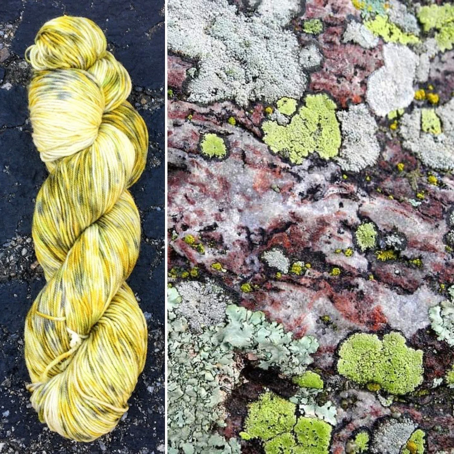 lichen collage.jpg