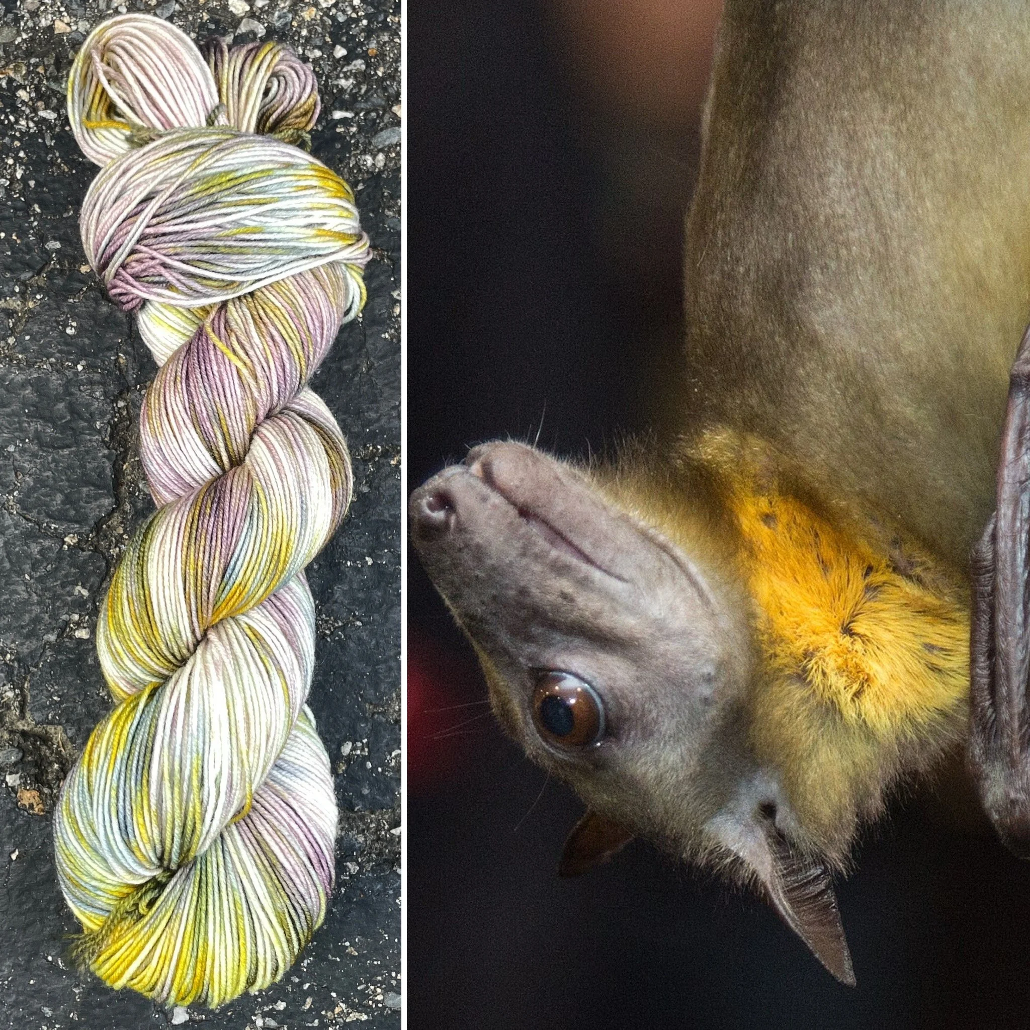 Straw Colored Fruit Bat