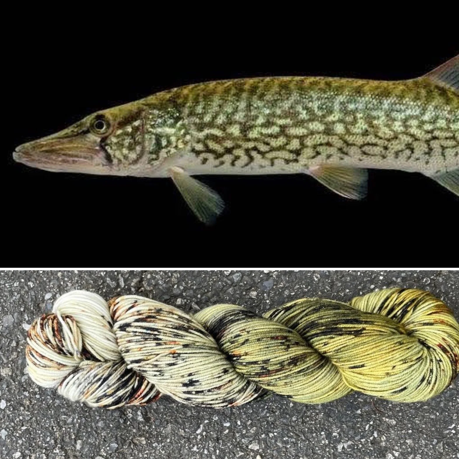 chain pickerel collage.jpg