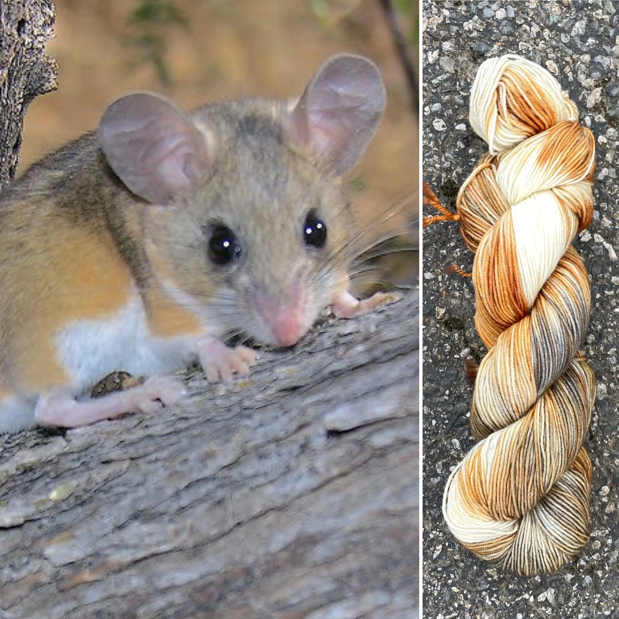 Deer Mouse