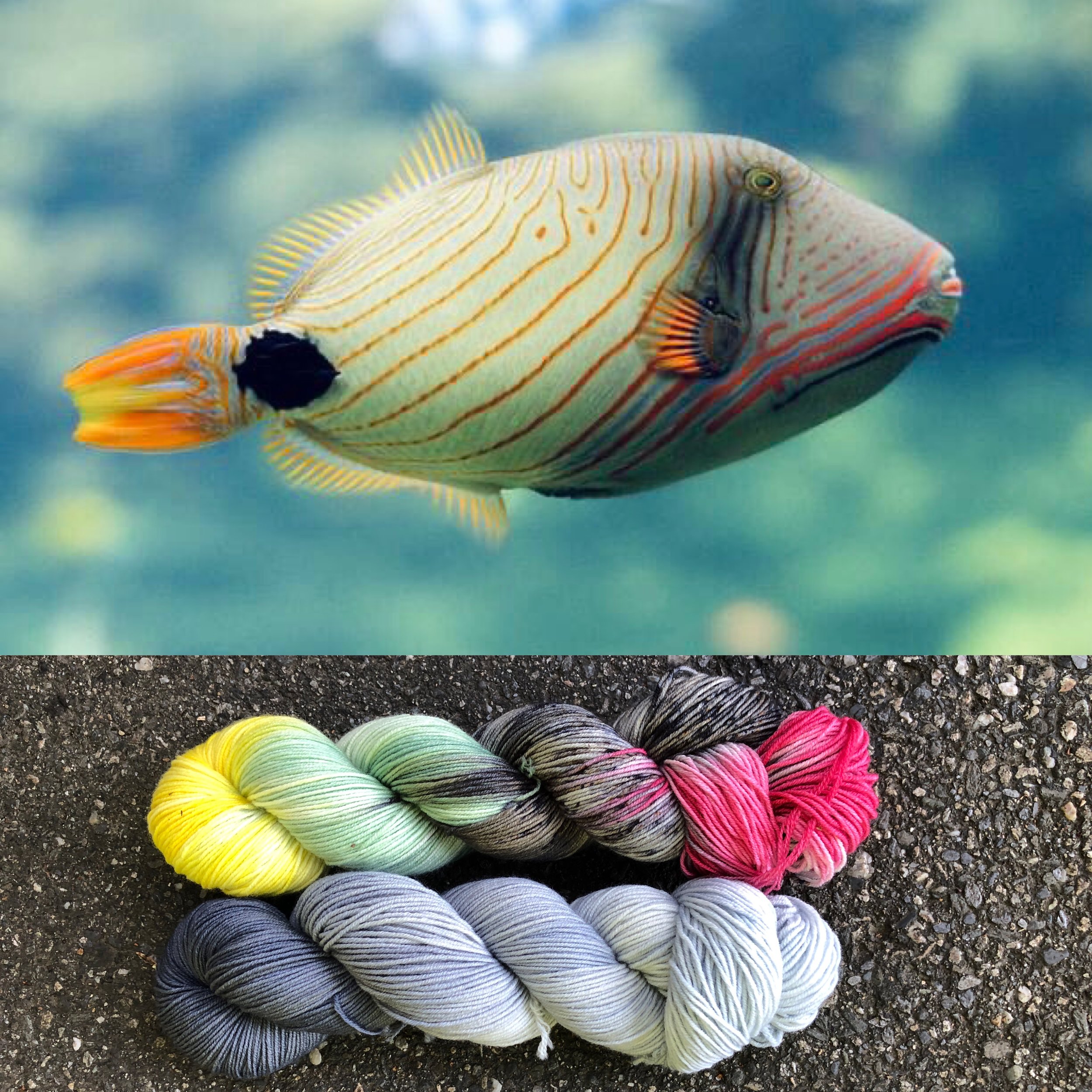 undulate triggerfish collage.jpg