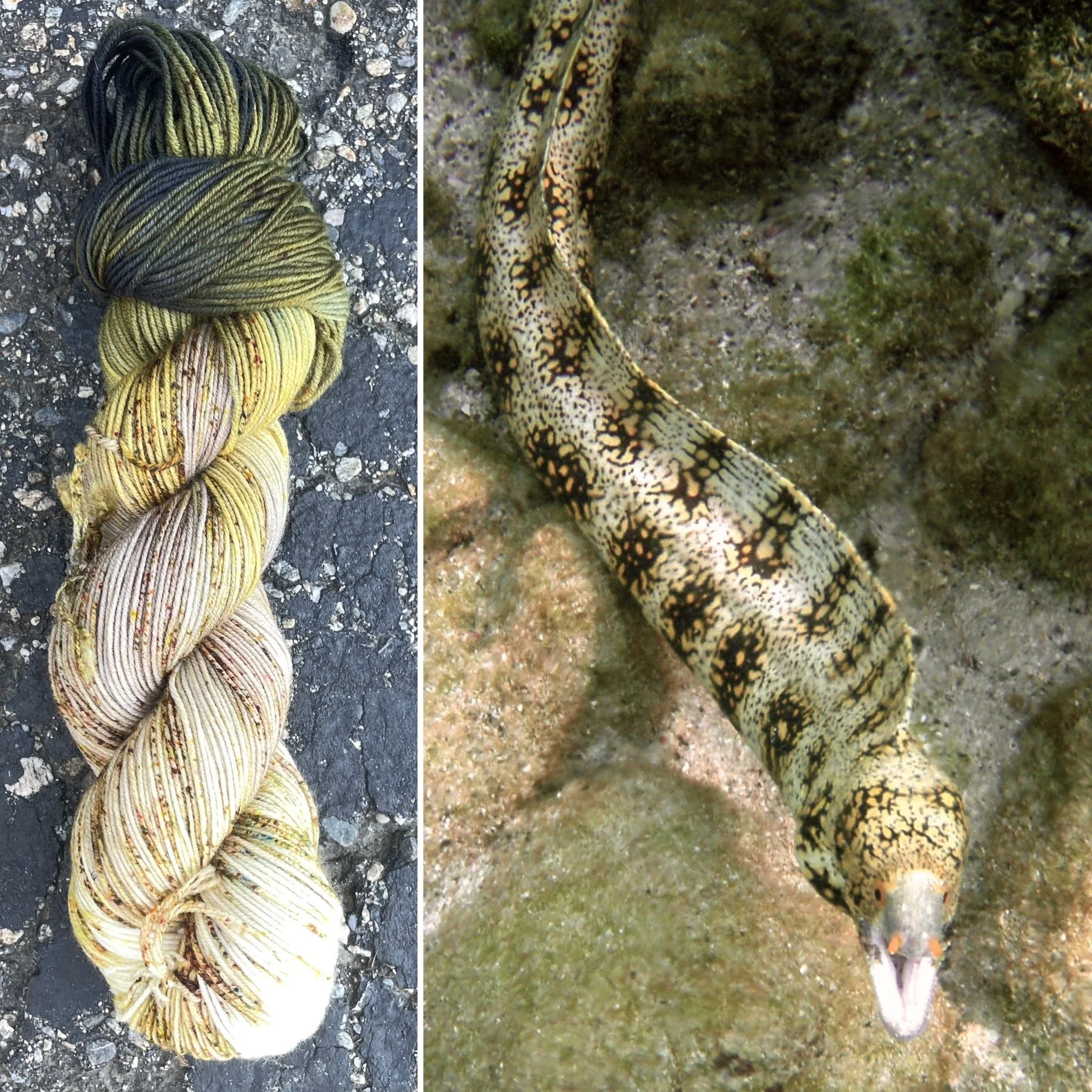 Snowflake Moray Eel