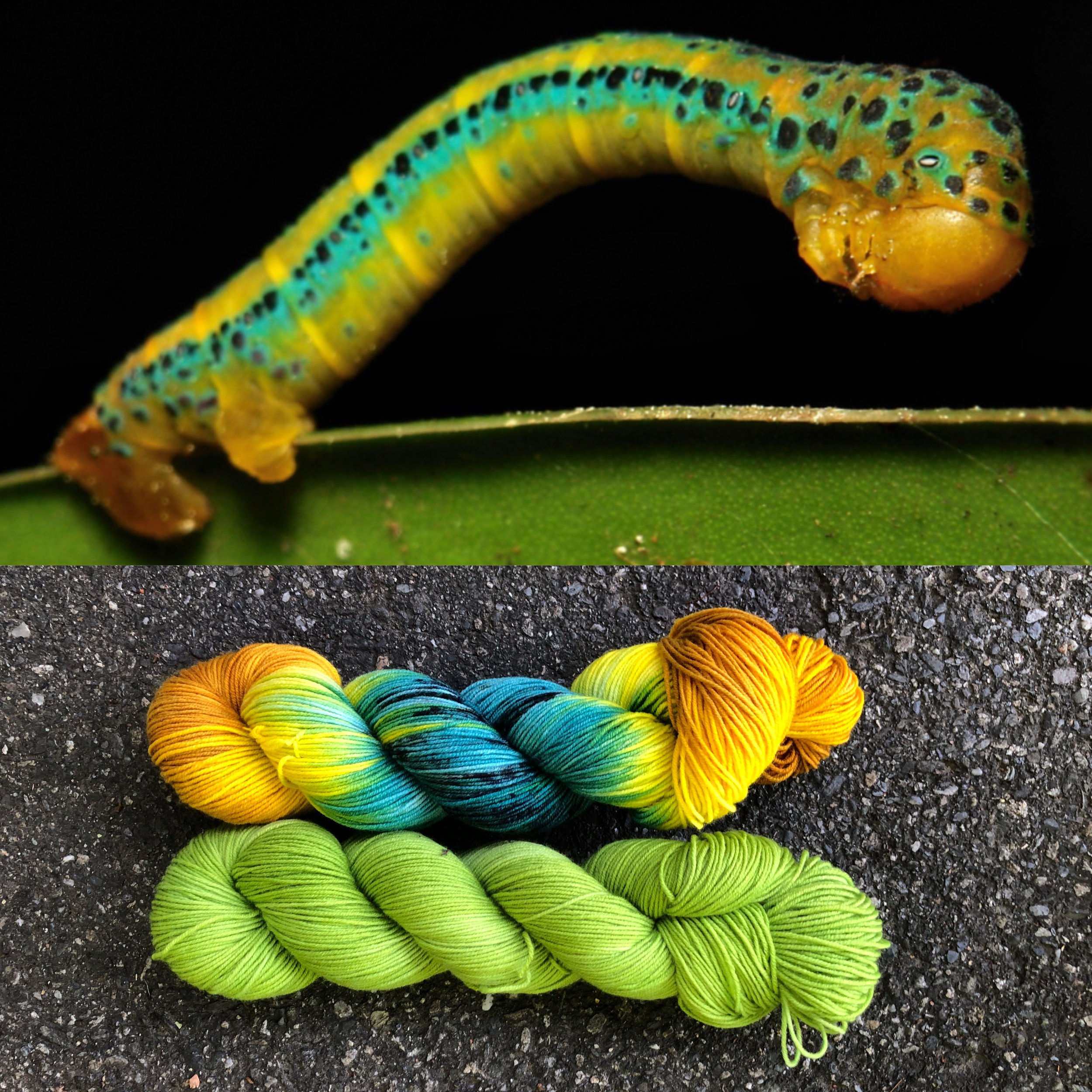 false tigermoth caterpillar collage.jpg