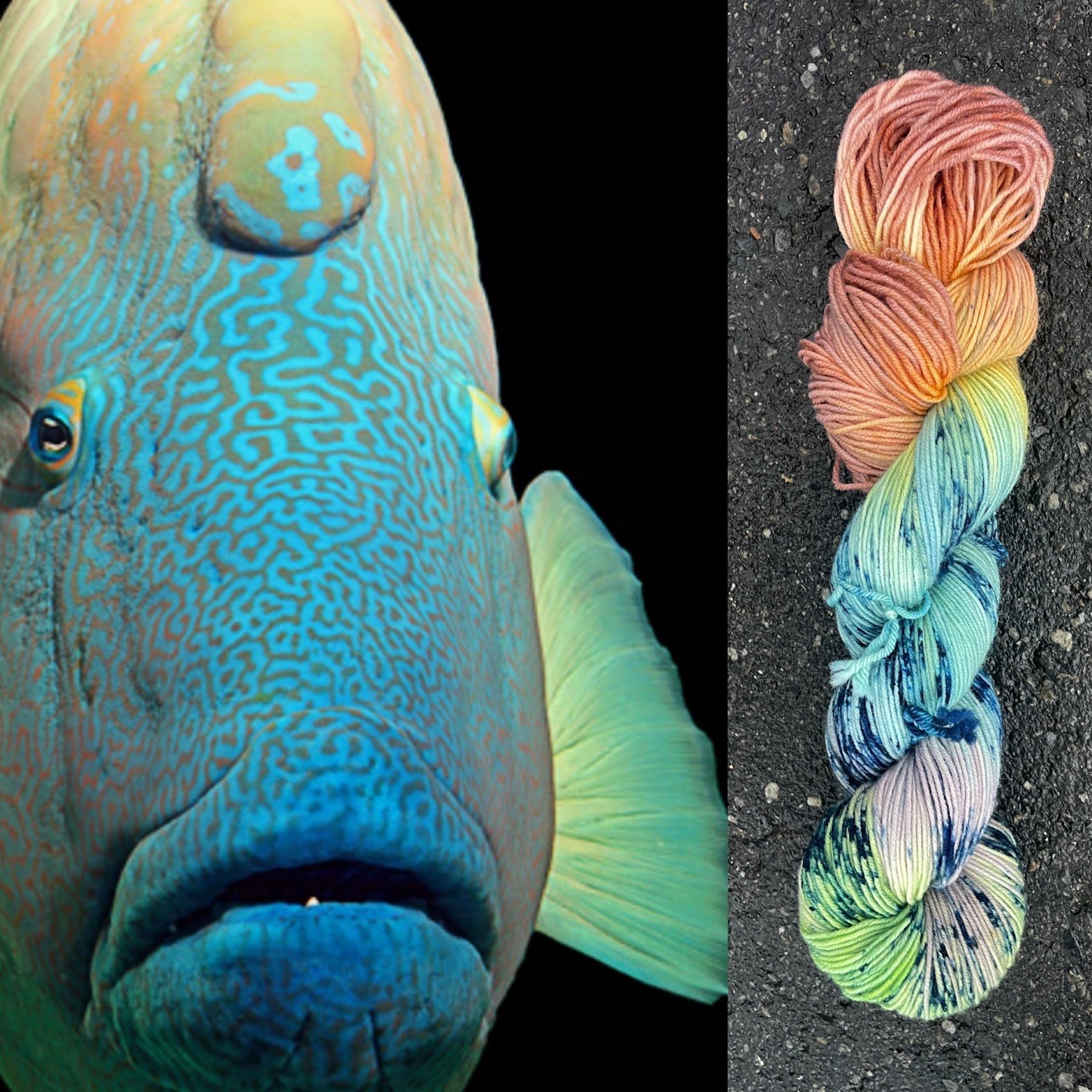 humphead wrasse collage.jpg