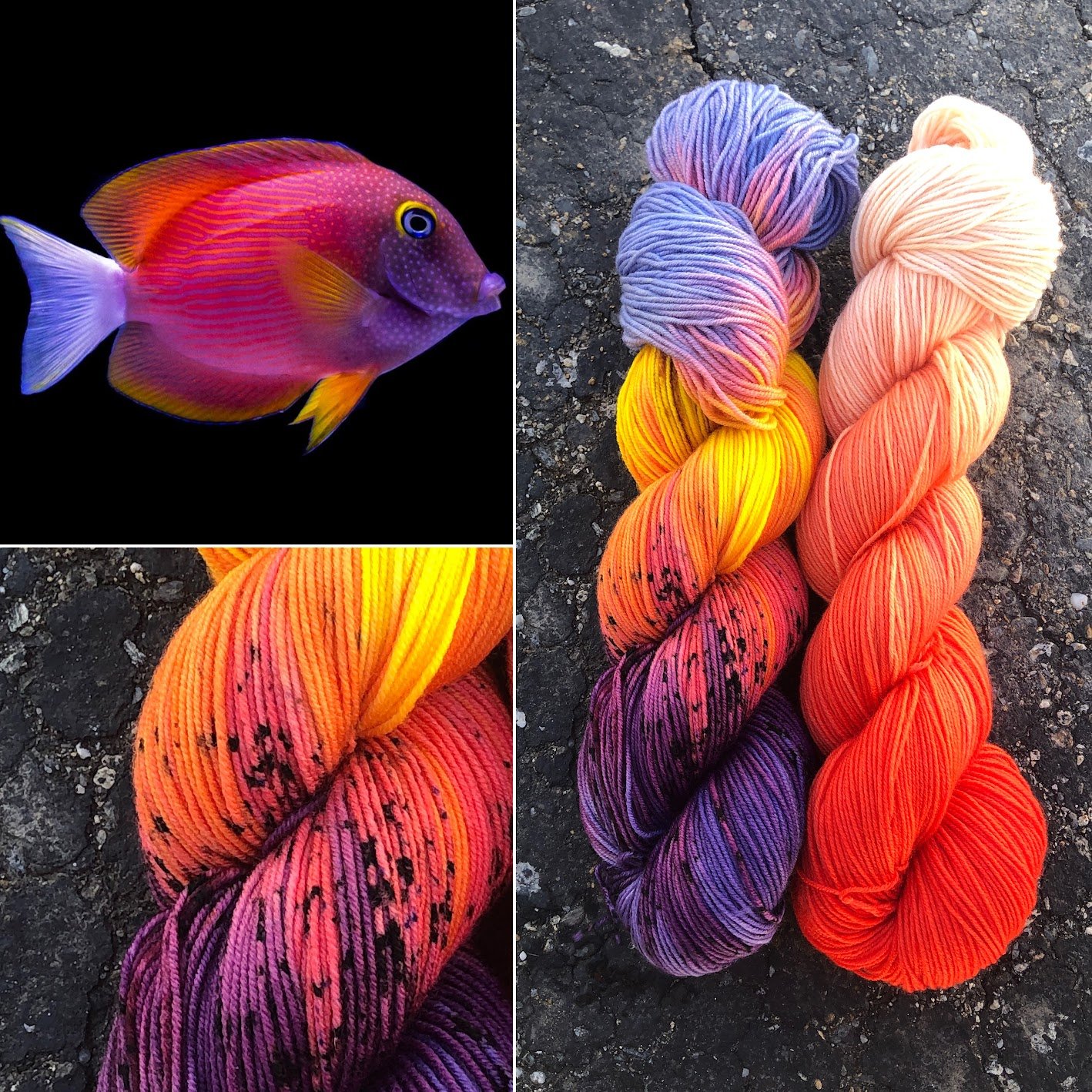 White Tail Bristletooth Tang collage.jpg